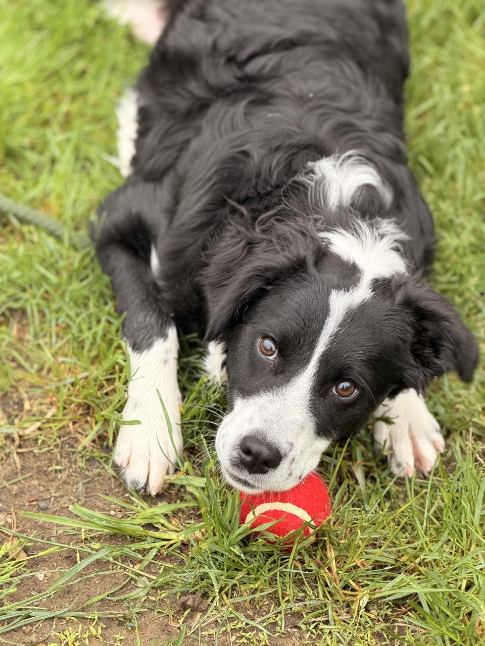 Enlarge Ruthie Ann, a ADOPTABLE mixed breed in Sparta, NJ image 5/5