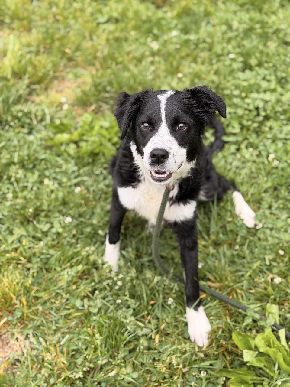 Enlarge Ruthie Ann, a ADOPTABLE mixed breed in Sparta, NJ image 3/5