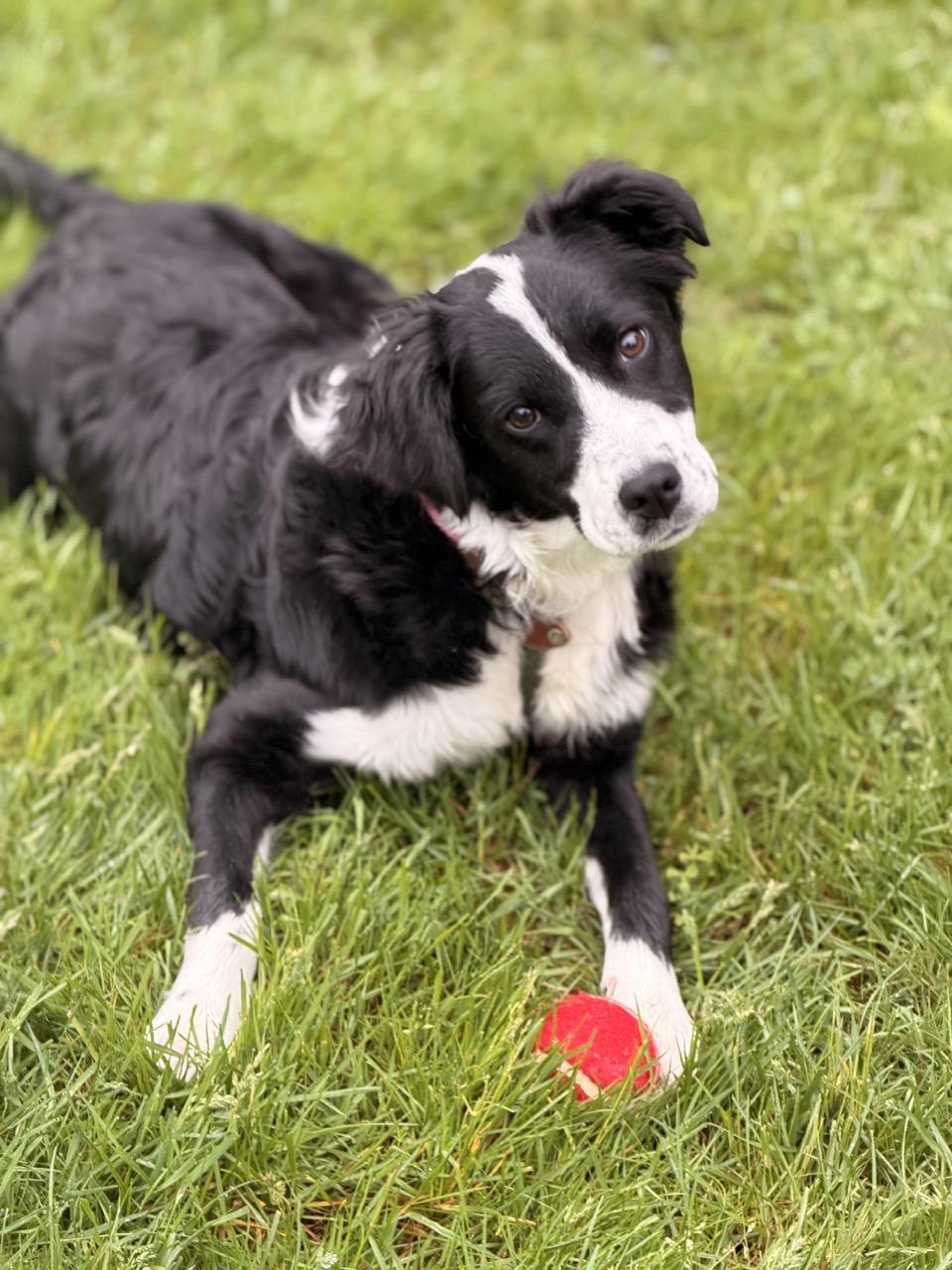 Ruthie Ann, ADOPTABLE, Young Female Border Collie & Australian Shepherd.