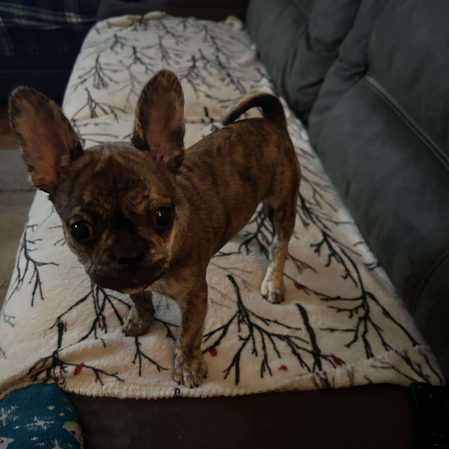 Moxi: Female French Bulldog/Boston Terrier mix puppy, an adopted mixed breed in ST JACOBS, ON image 1/6