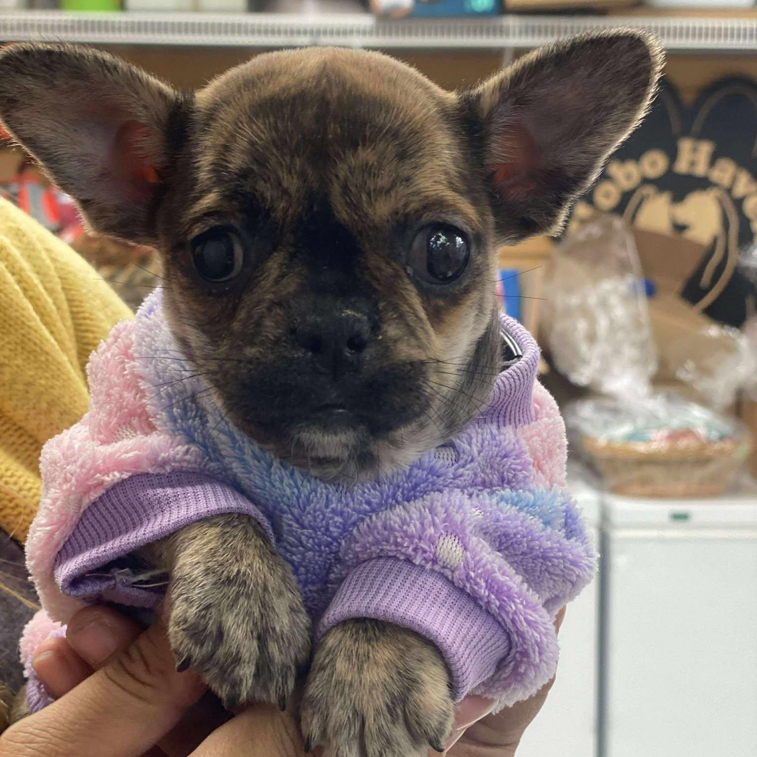 Enlarge Moxi: Female French Bulldog/Boston Terrier mix puppy, a Adoptable mixed breed in ST JACOBS, ON image 3/6