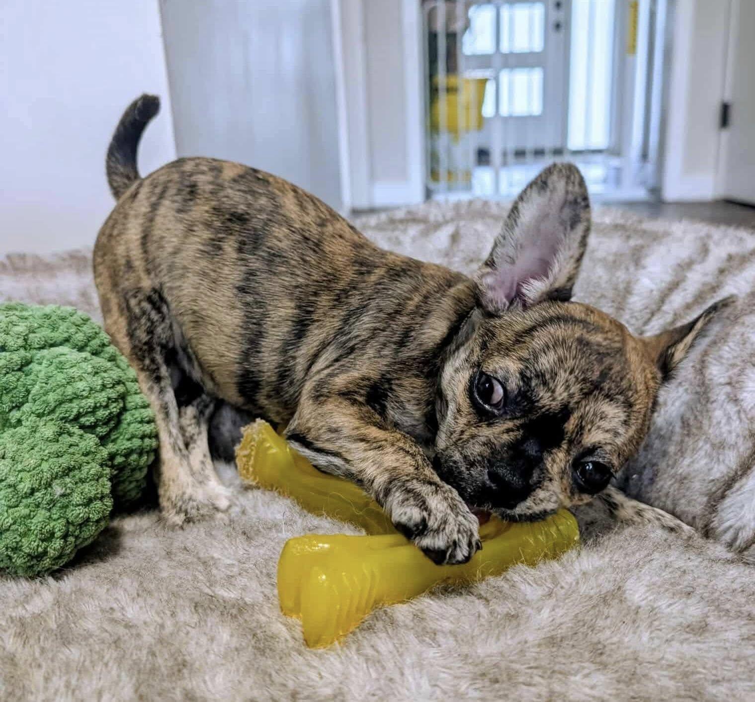 Enlarge Moxi: Female French Bulldog/Boston Terrier mix puppy, a Adoptable mixed breed in ST JACOBS, ON image 1/6