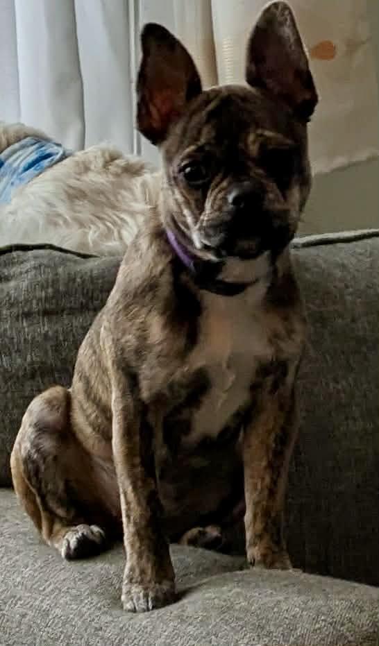 Moxi: Female French Bulldog/Boston Terrier mix puppy, an adopted mixed breed in ST JACOBS, ON image 3/6