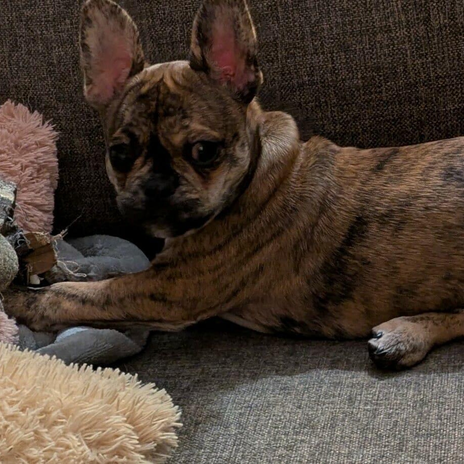 Enlarge Moxi: Female French Bulldog/Boston Terrier mix puppy, a Adoptable mixed breed in ST JACOBS, ON image 6/6