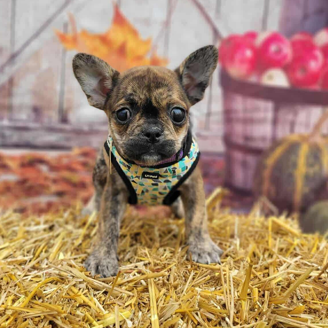 Enlarge Moxi: Female French Bulldog/Boston Terrier mix puppy, a Adoptable mixed breed in ST JACOBS, ON image 4/6