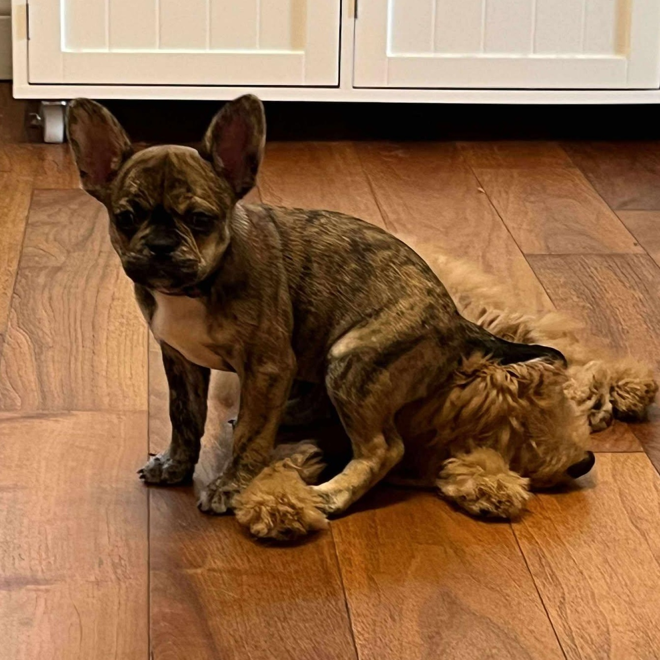 Enlarge Moxi: Female French Bulldog/Boston Terrier mix puppy, a Adoptable mixed breed in ST JACOBS, ON image 2/6