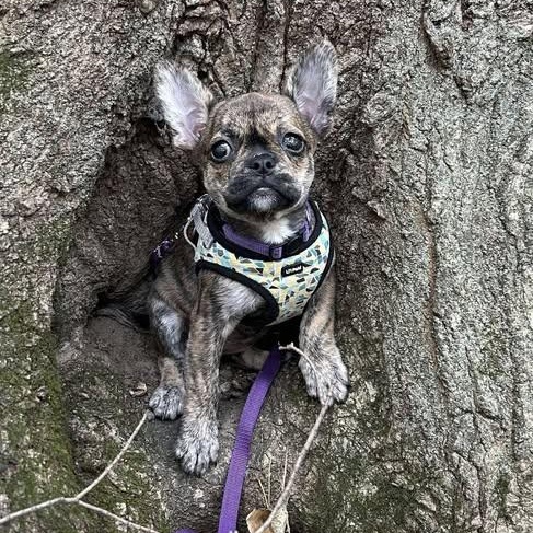 Enlarge Moxi: Female French Bulldog/Boston Terrier mix puppy, a Adoptable mixed breed in ST JACOBS, ON image 5/6