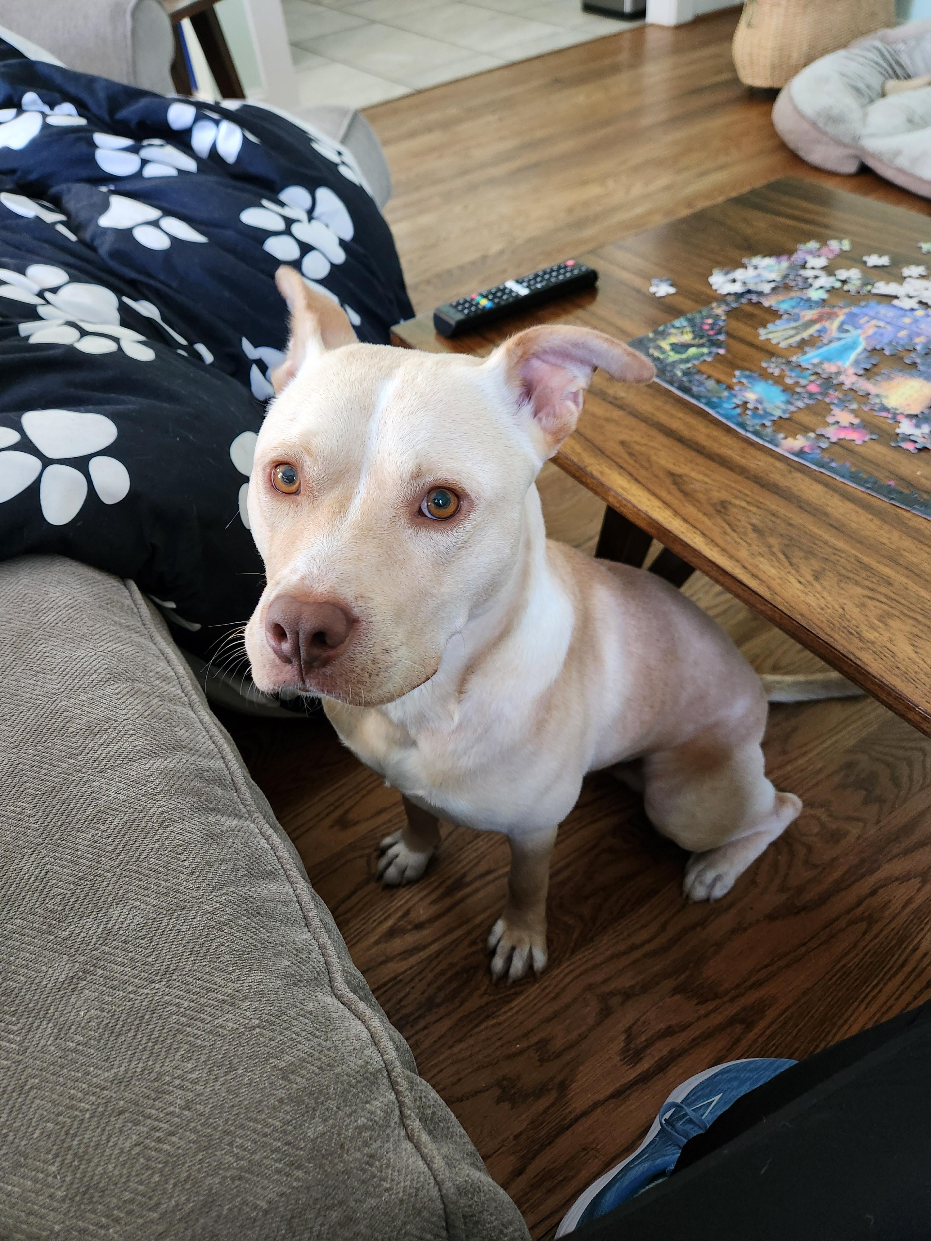 Enlarge ~ Courtesy ~ Chicken Nugget, a ADOPTABLE mixed breed in Mobile, AL image 3/5