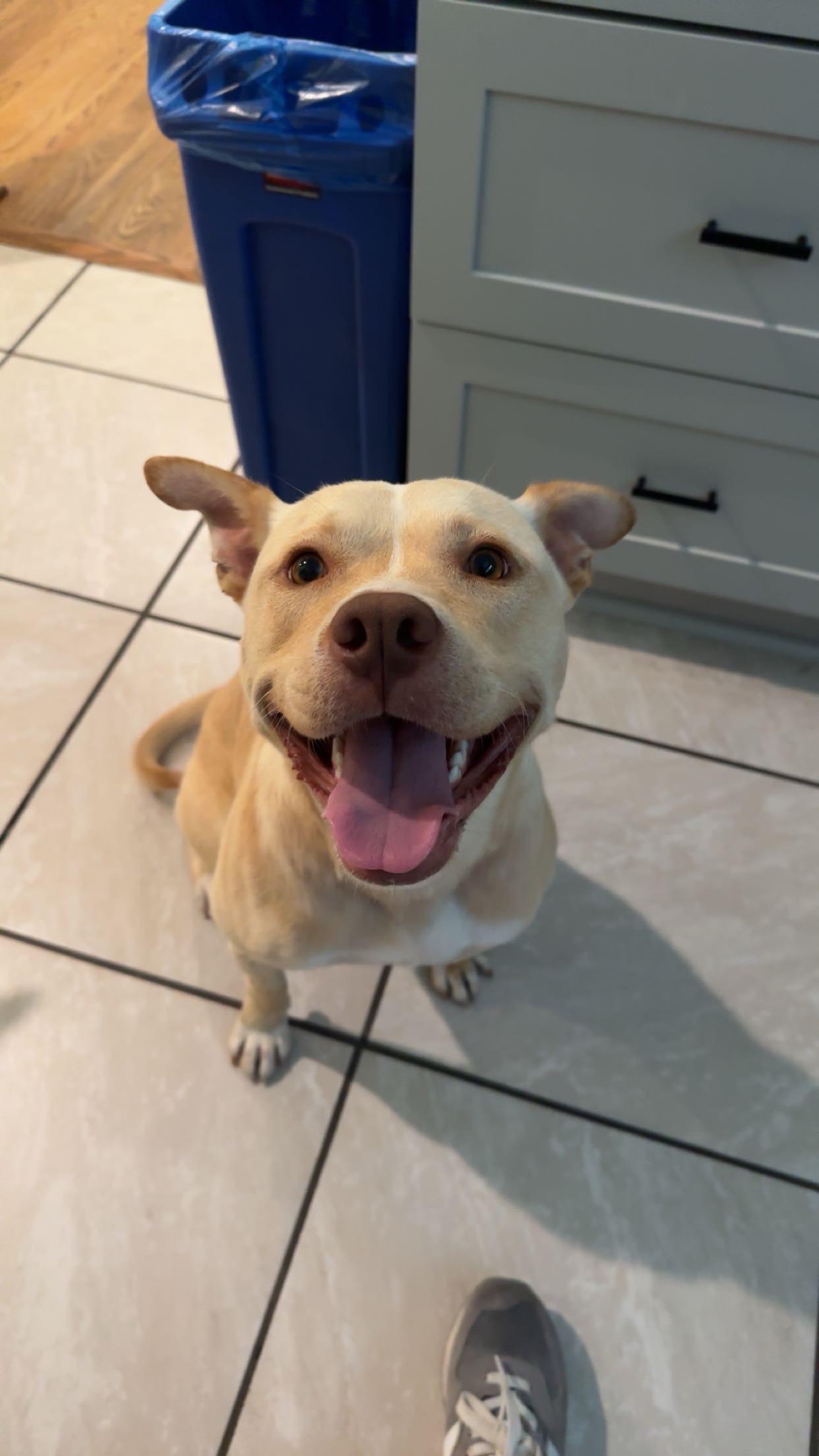 Enlarge ~ Courtesy ~ Chicken Nugget, a ADOPTABLE mixed breed in Mobile, AL image 5/5