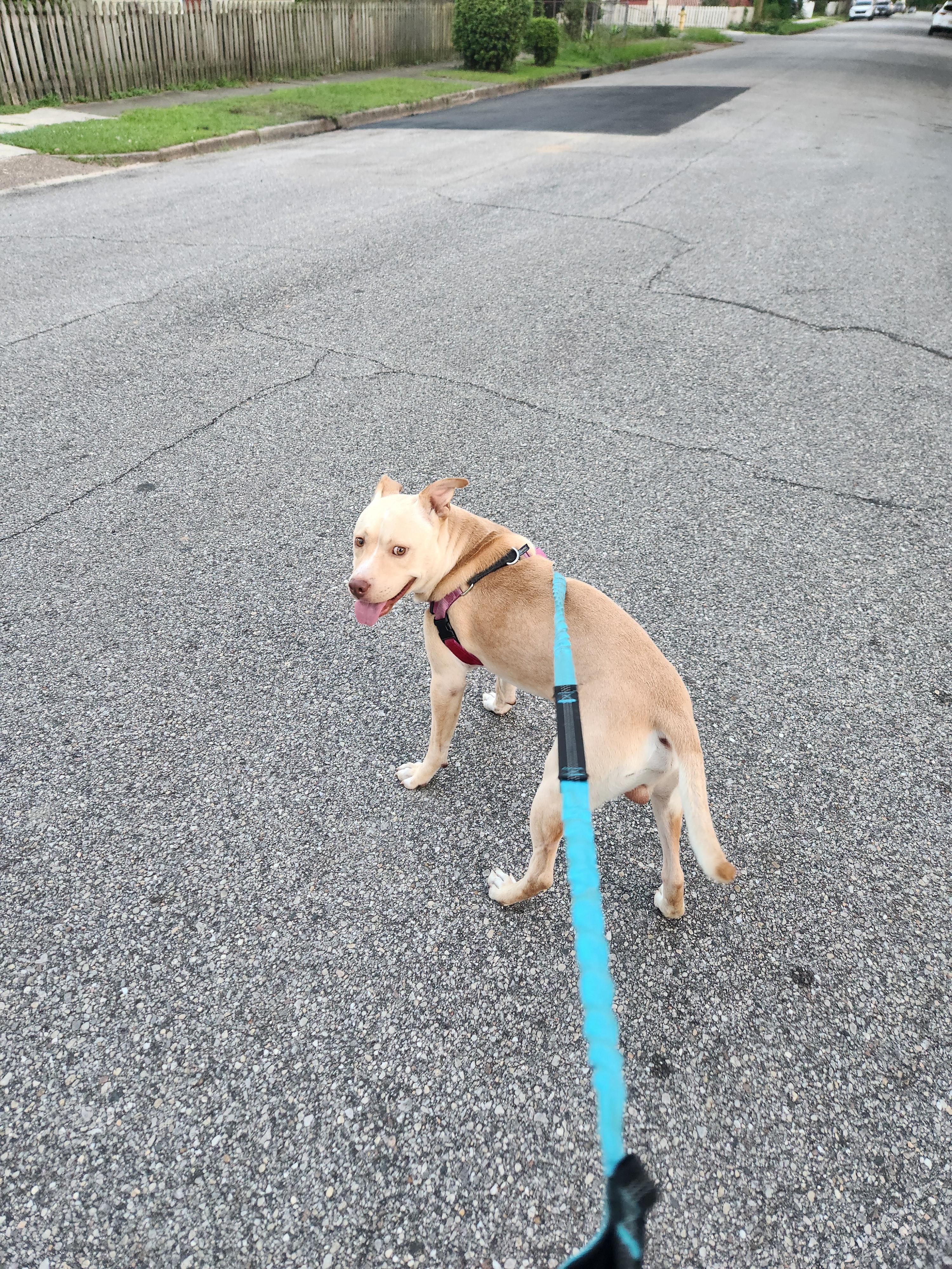 Enlarge ~ Courtesy ~ Chicken Nugget, a ADOPTABLE mixed breed in Mobile, AL image 4/5