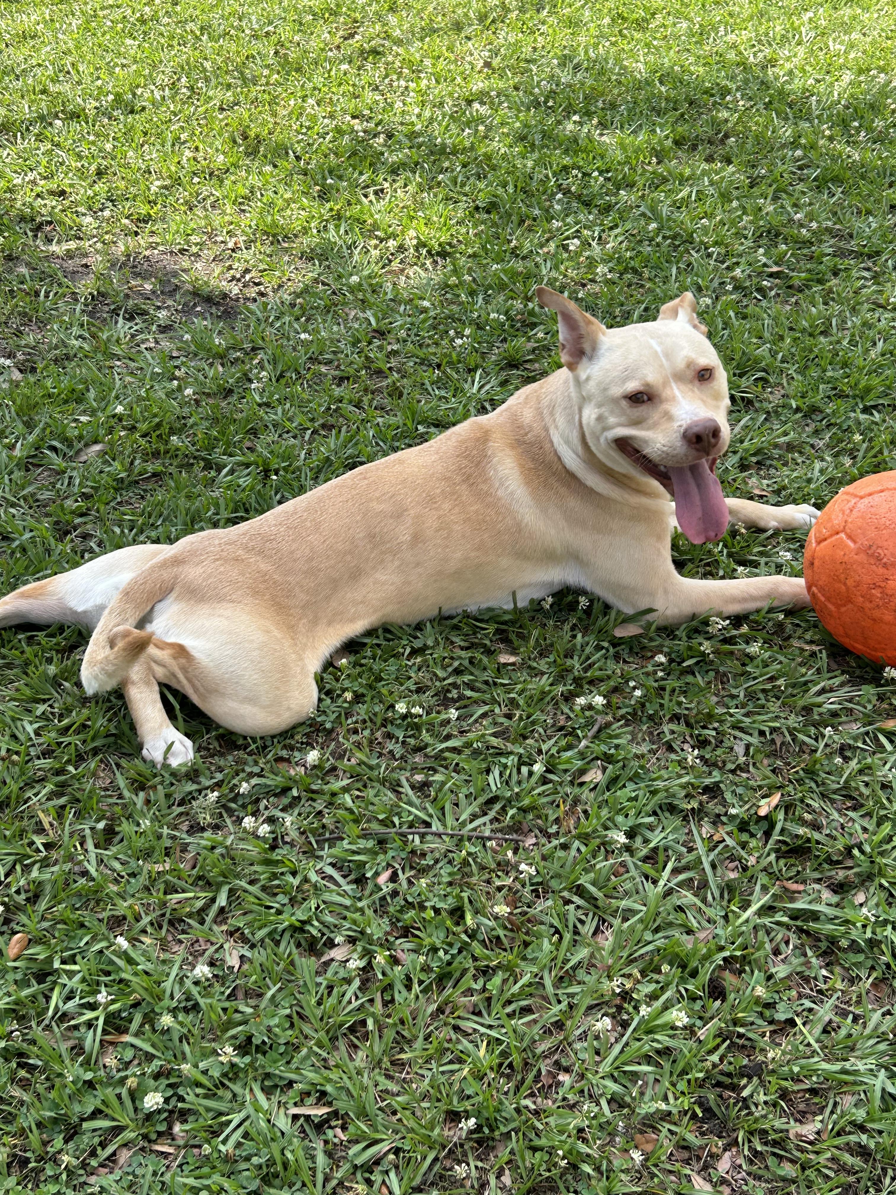 Enlarge ~ Courtesy ~ Chicken Nugget, a ADOPTABLE mixed breed in Mobile, AL image 1/5