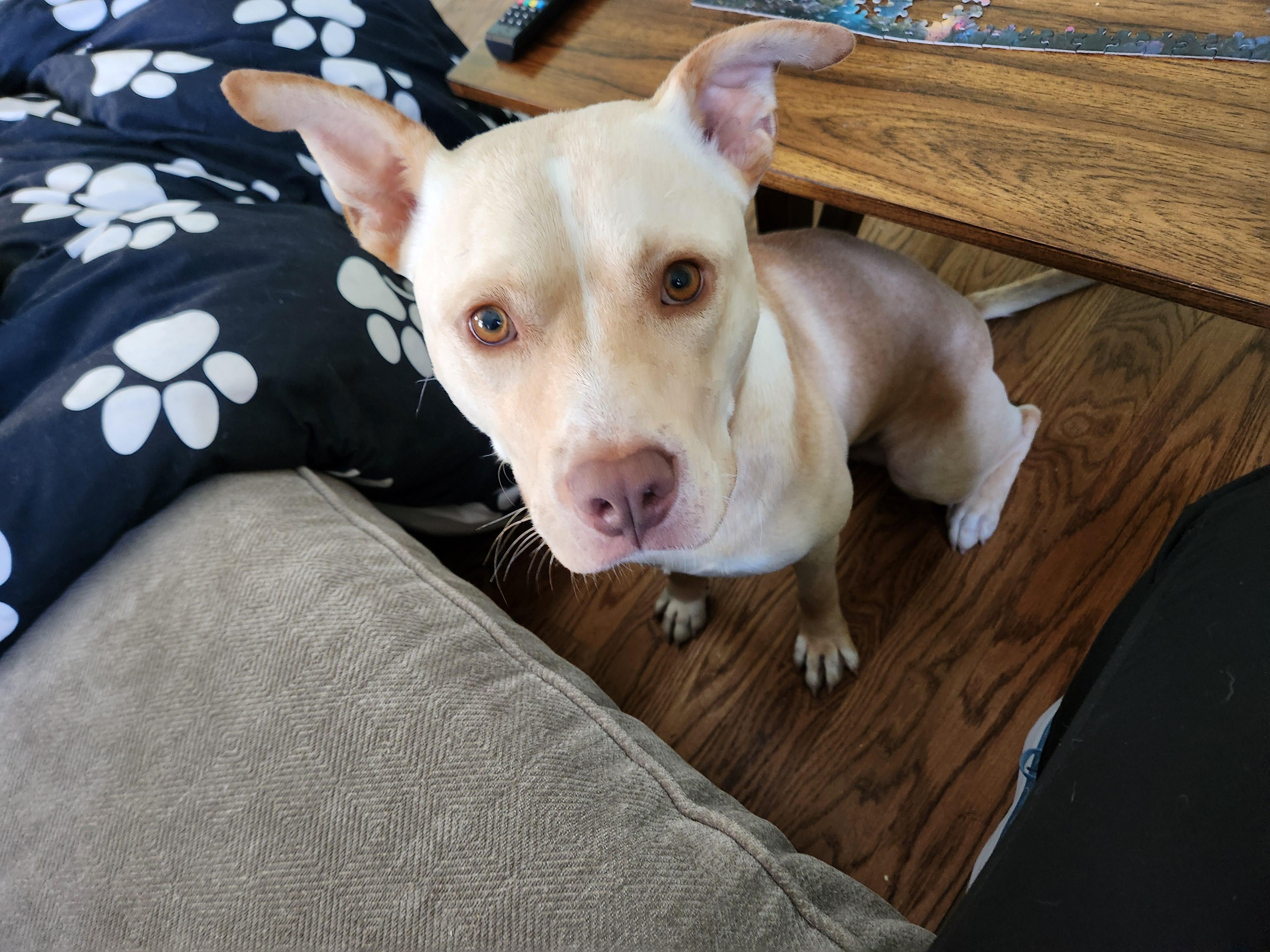 Enlarge ~ Courtesy ~ Chicken Nugget, a ADOPTABLE mixed breed in Mobile, AL image 2/5