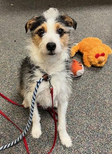 Dexter, ADOPTABLE, Young Male Jack Russell Terrier.