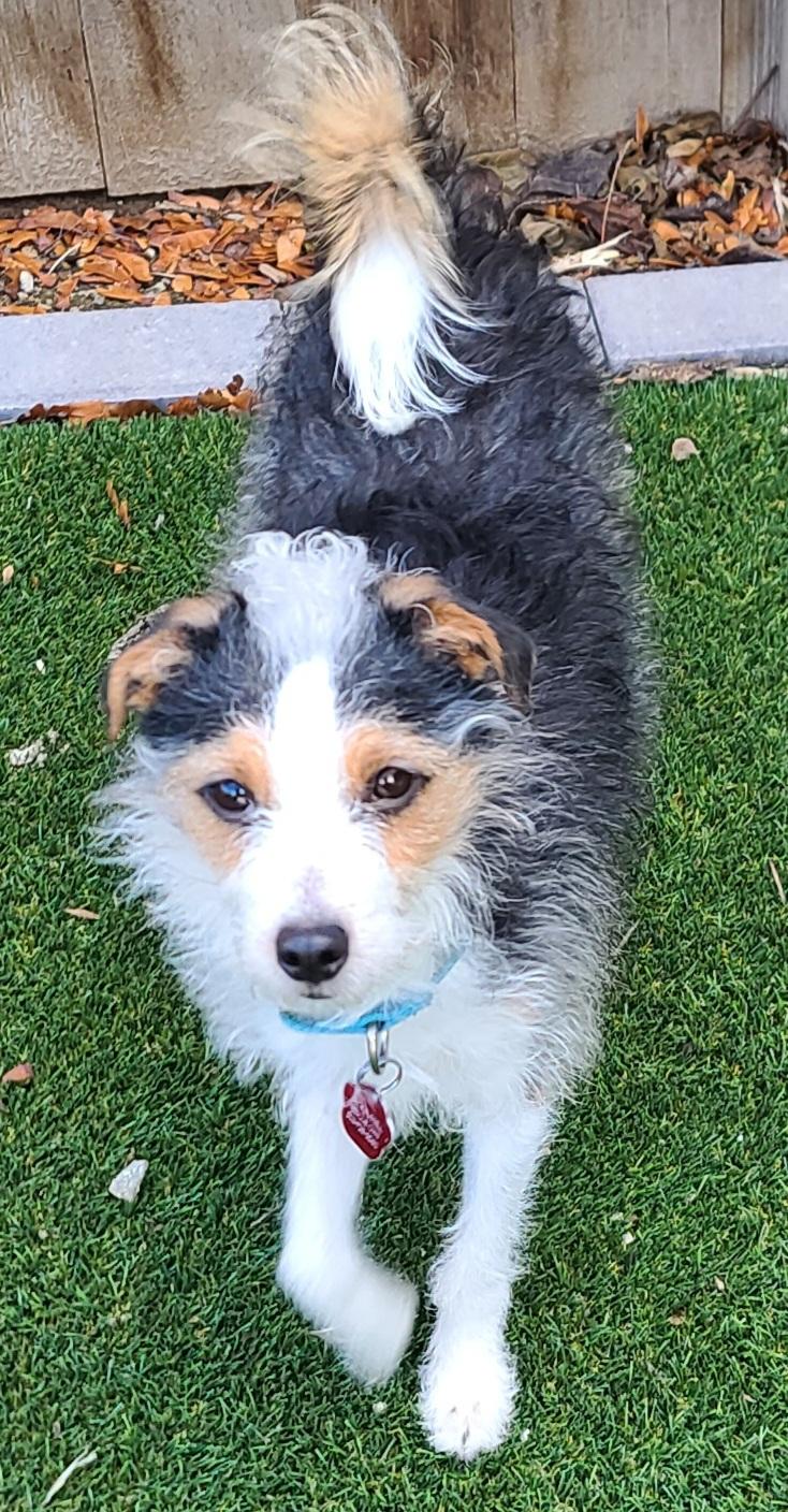 Enlarge Dexter, an adopted Jack Russell Terrier in Clatskanie, OR image 4/6