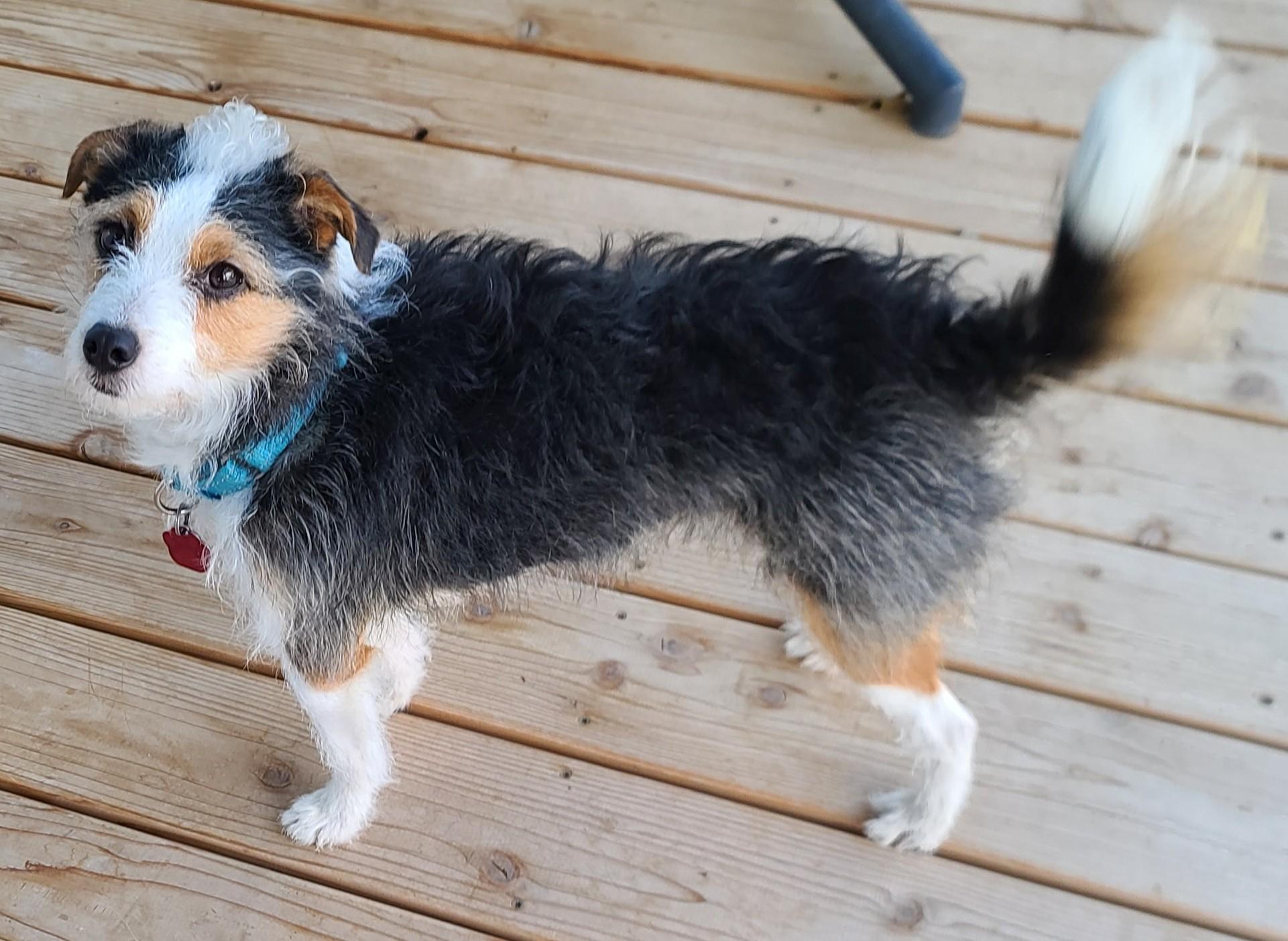 Enlarge Dexter, an adopted Jack Russell Terrier in Clatskanie, OR image 3/6