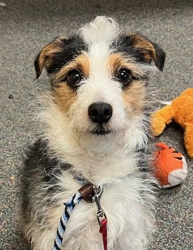 Enlarge Dexter, an adopted Jack Russell Terrier in Clatskanie, OR image 6/6