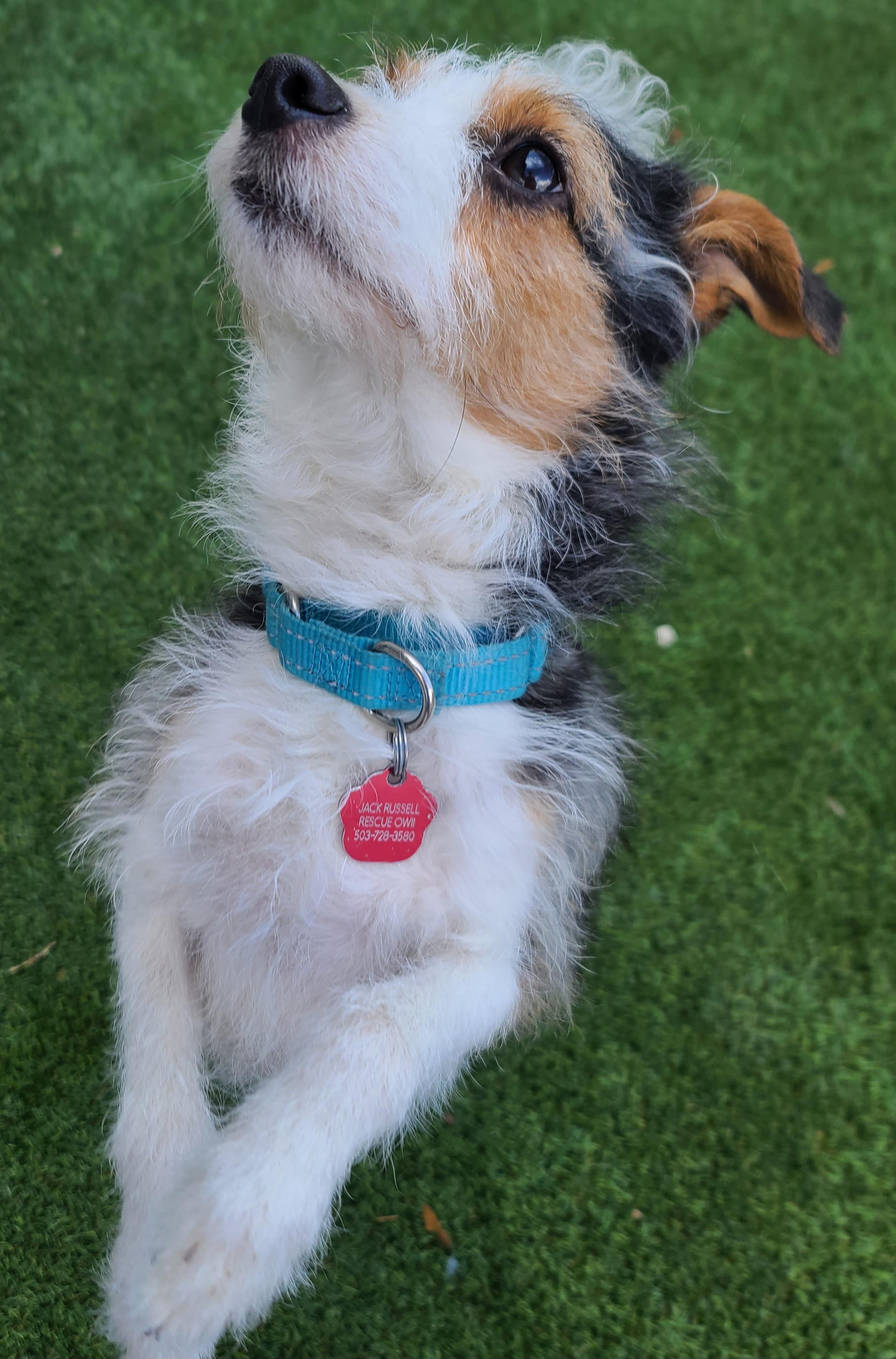 Enlarge Dexter, an adopted Jack Russell Terrier in Clatskanie, OR image 5/6