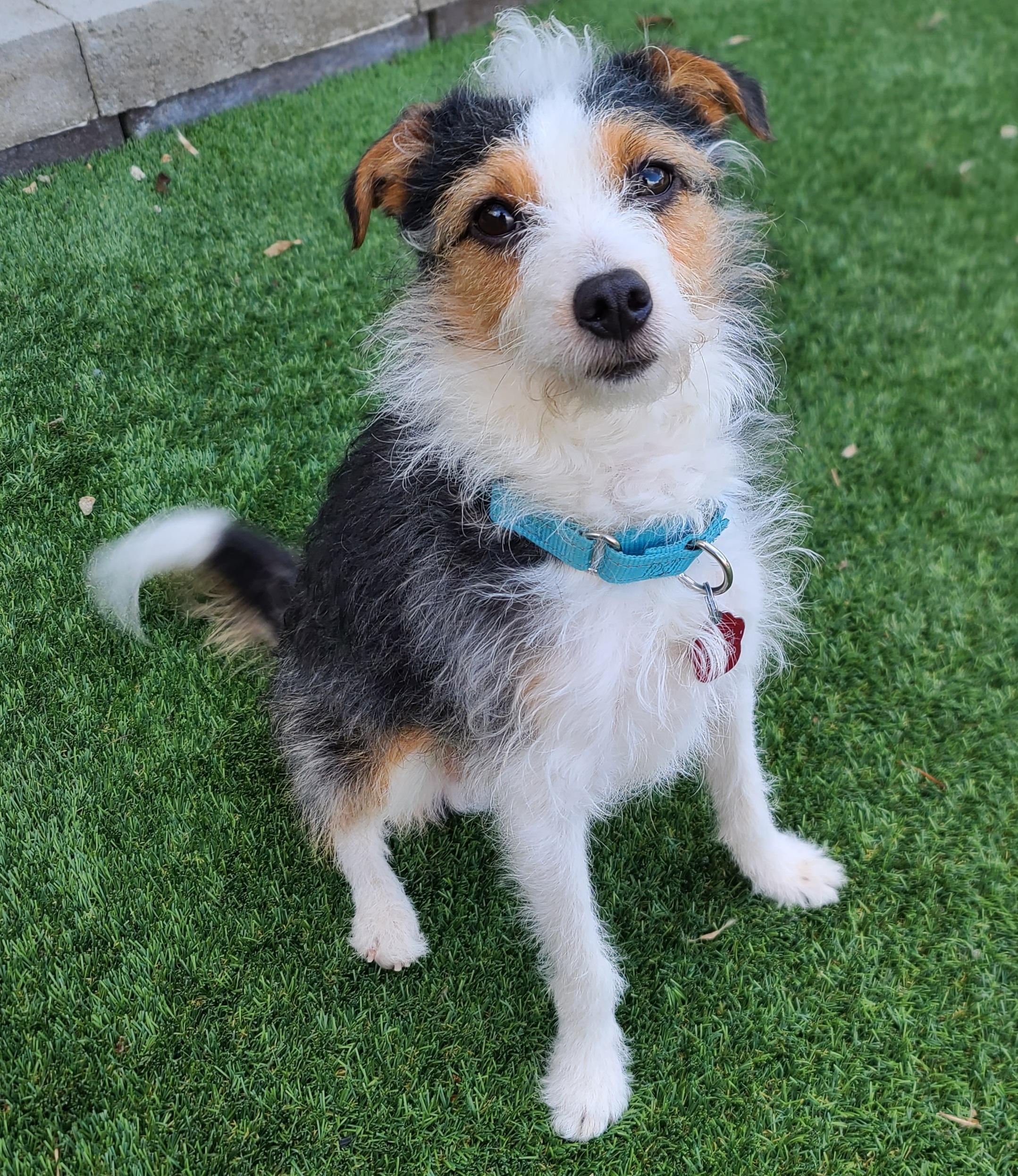 Enlarge Dexter, an adopted Jack Russell Terrier in Clatskanie, OR image 2/6