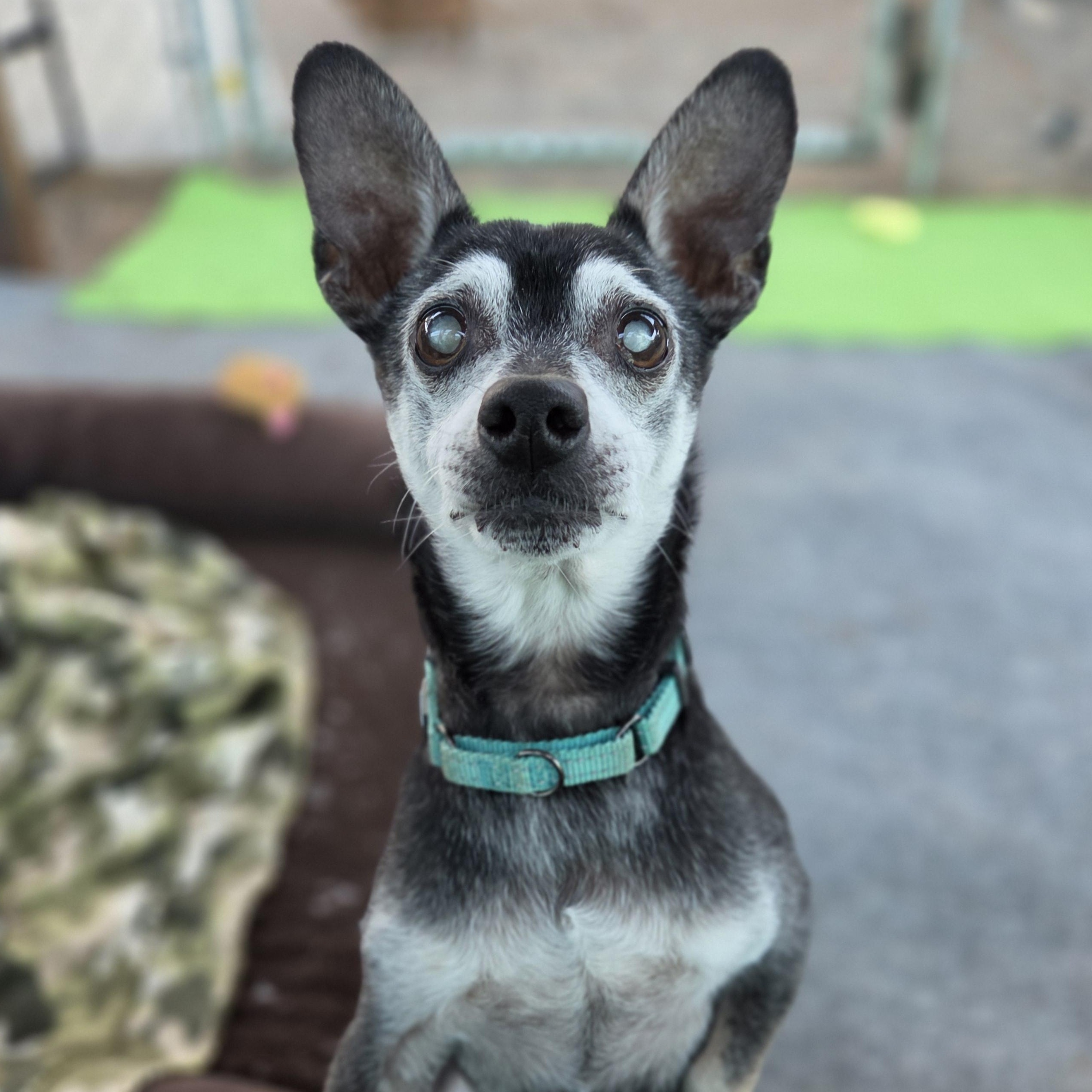 Enlarge Mickey and Minnie, a Adoptable mixed breed in New River, AZ image 2/4
