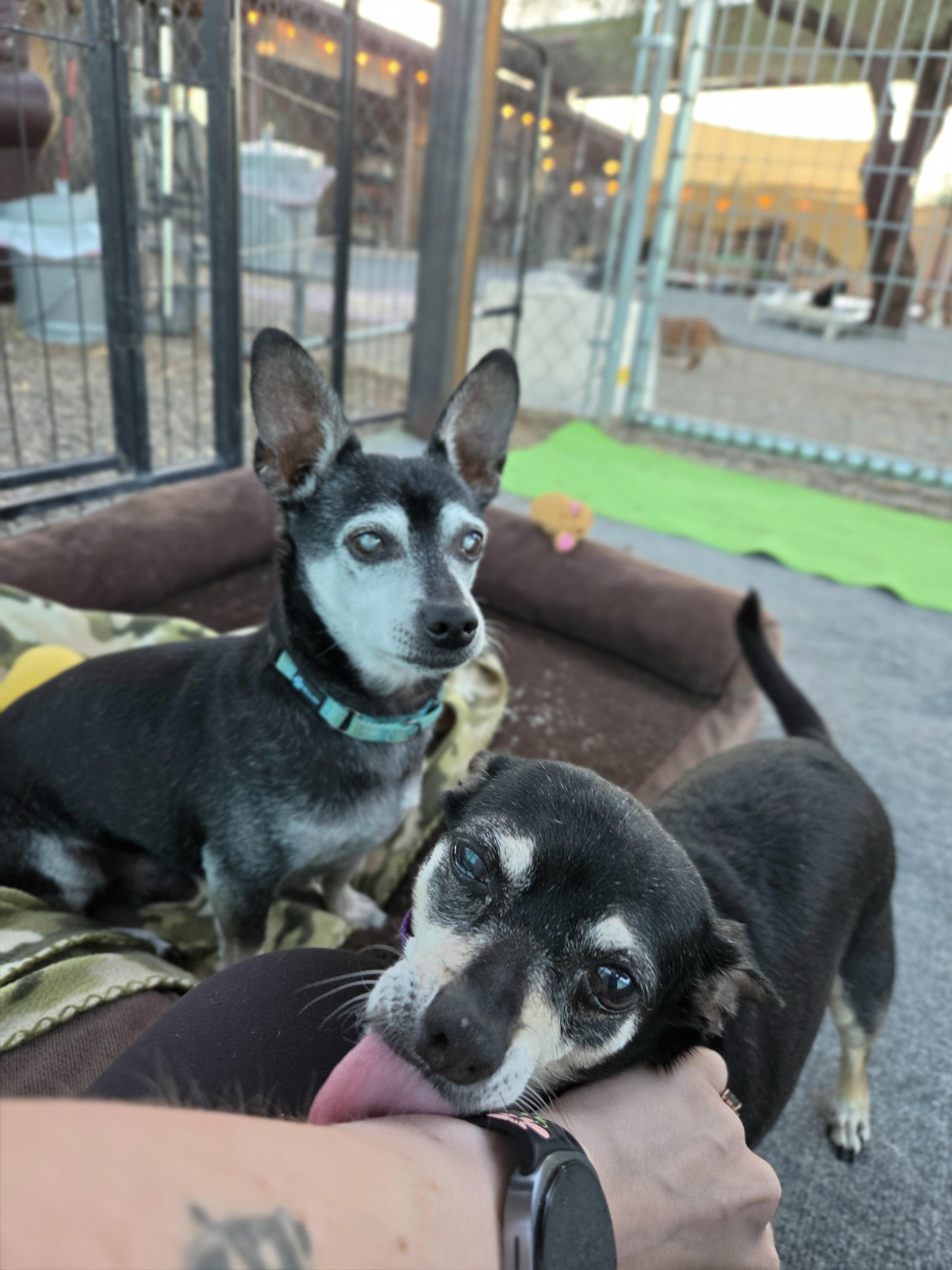Mickey and Minnie, Adoptable, Senior Male Chihuahua.
