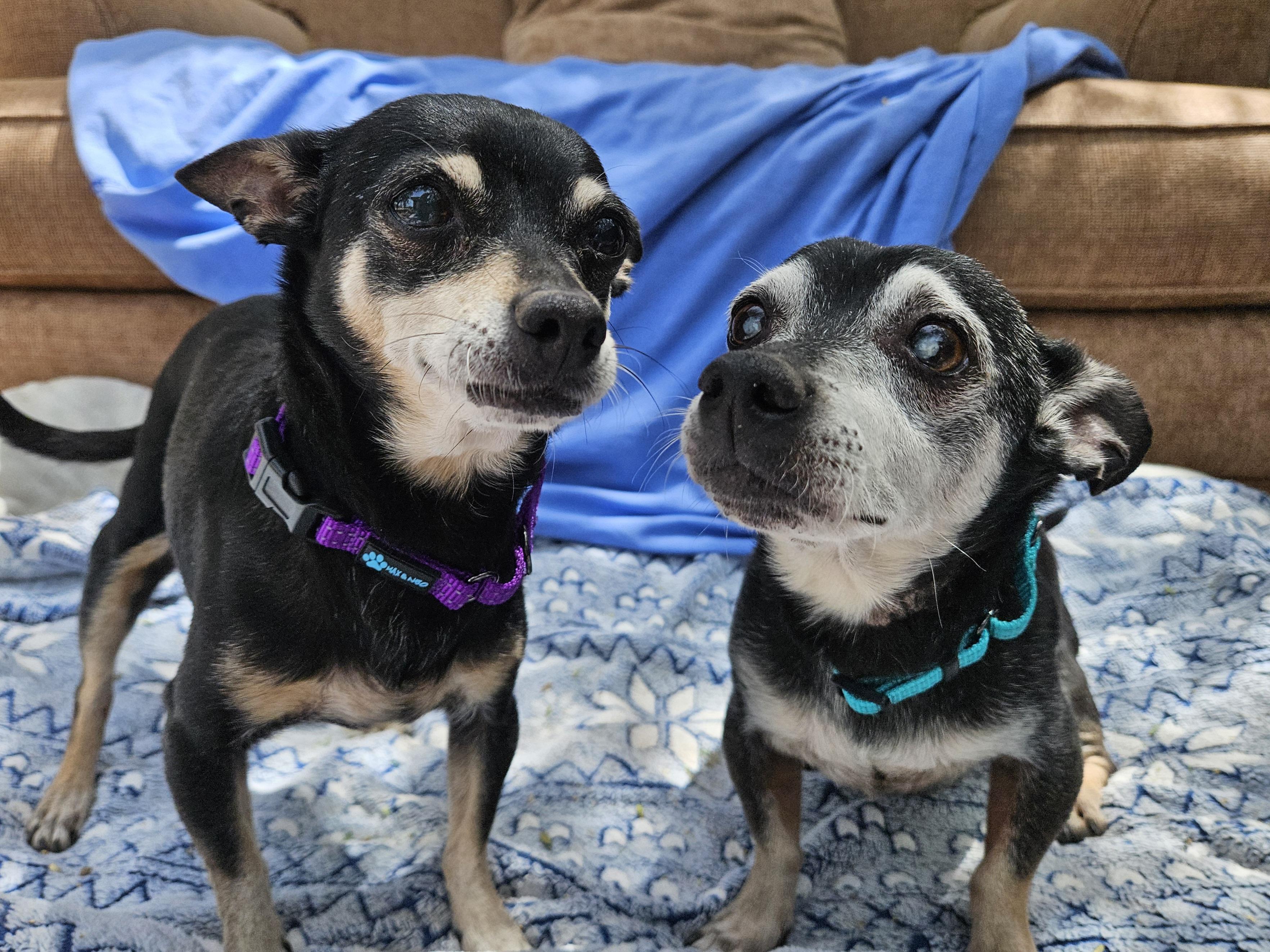 Mickey and Minnie, Adoptable, Senior Male Chihuahua.