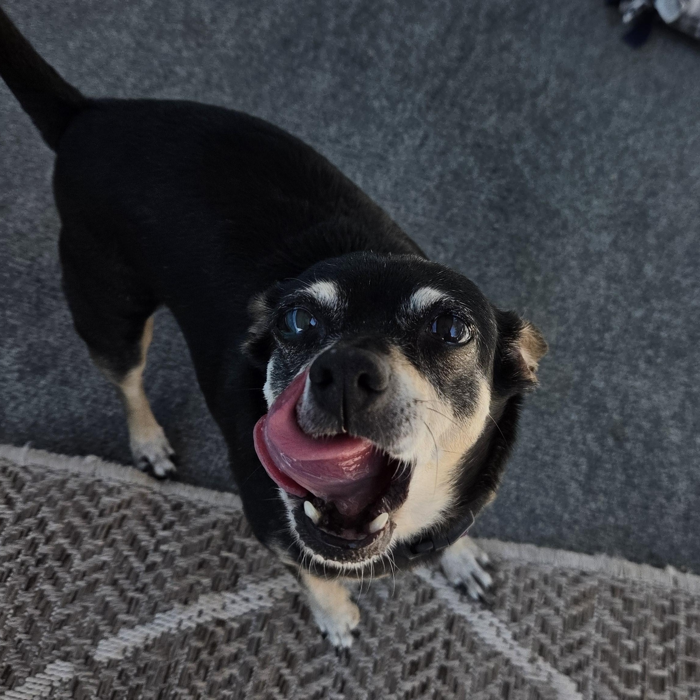 Enlarge Mickey and Minnie, a Adoptable mixed breed in New River, AZ image 4/4