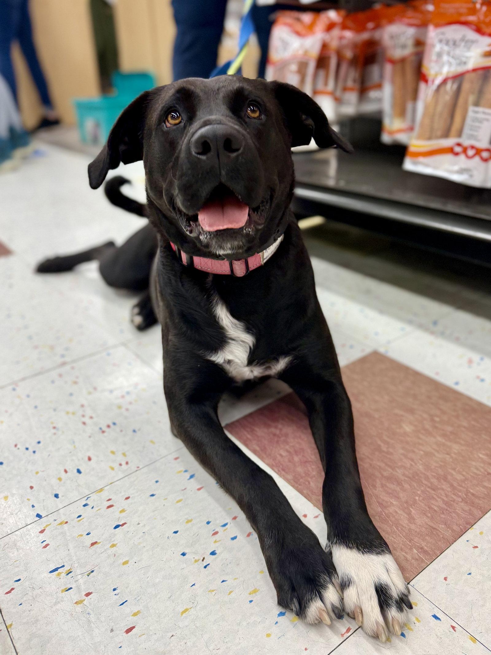 Autumn 26, a Adopted Labrador Retriever in Hillside, IL image 1/3