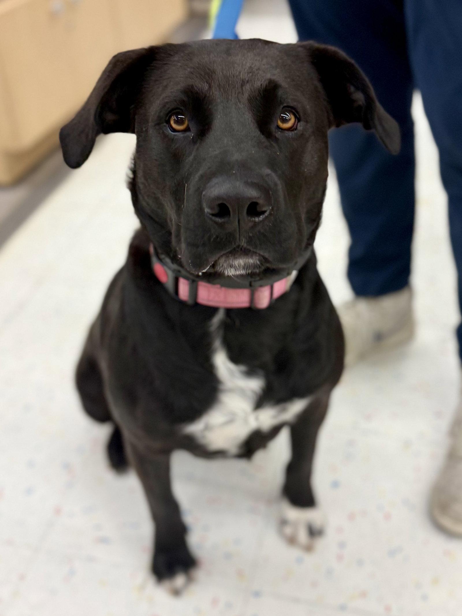 Autumn 26, a Adopted Labrador Retriever in Hillside, IL image 2/3