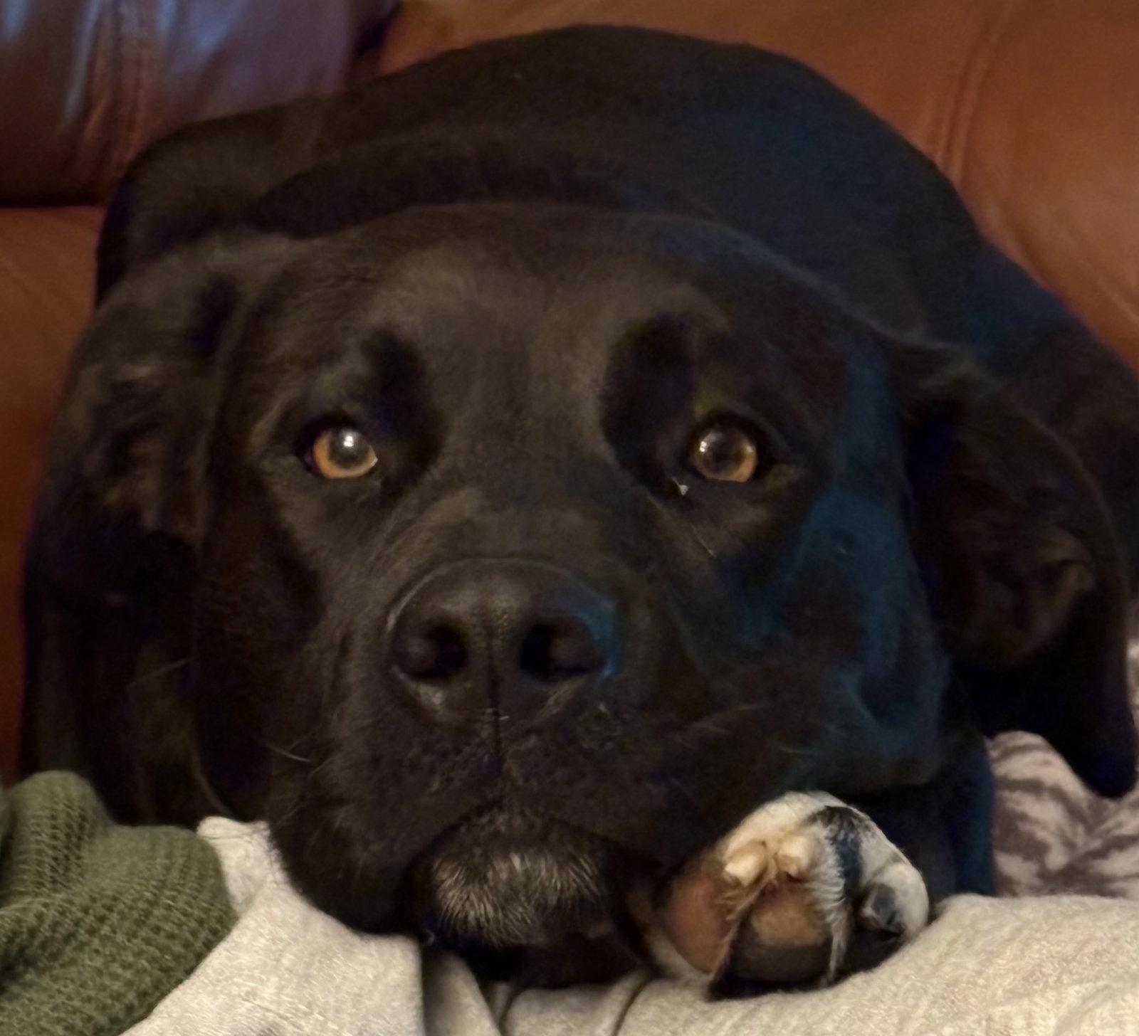 Autumn 26, a Adopted Labrador Retriever in Hillside, IL image 3/3