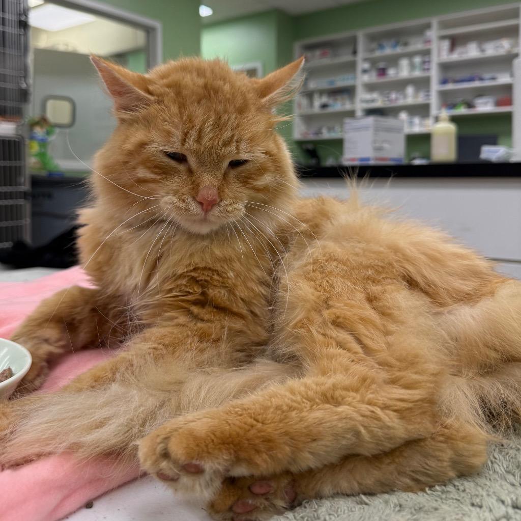 Kermit, Adopted, Young Male Domestic Long Hair.