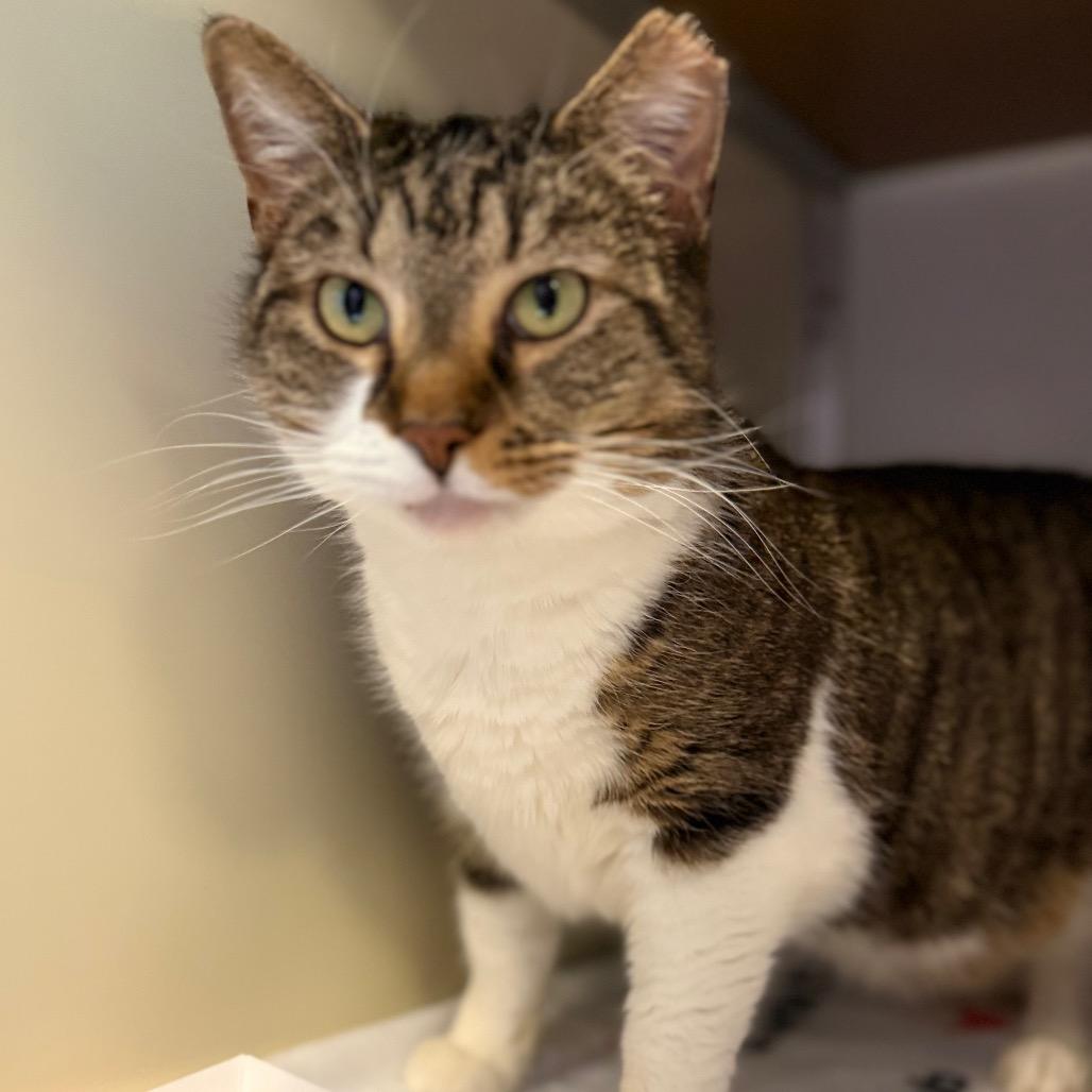 Jimmy, Adoptable, Adult Male Domestic Short Hair.
