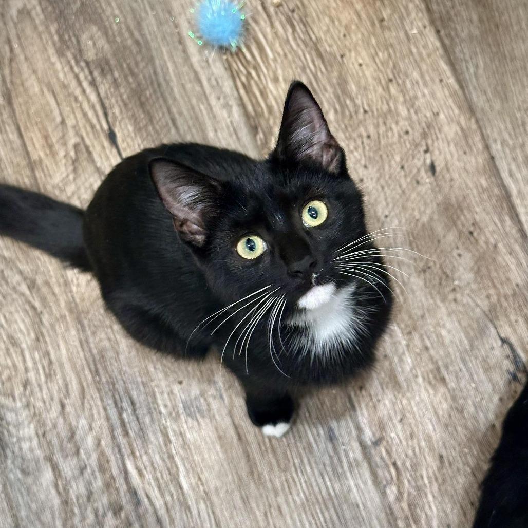 Enlarge Mary, a Adoptable Domestic Short Hair in Leechburg, PA image 2/3