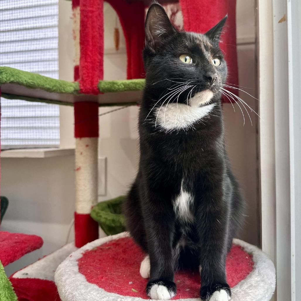 Mary, Adoptable, Young Female Domestic Short Hair.