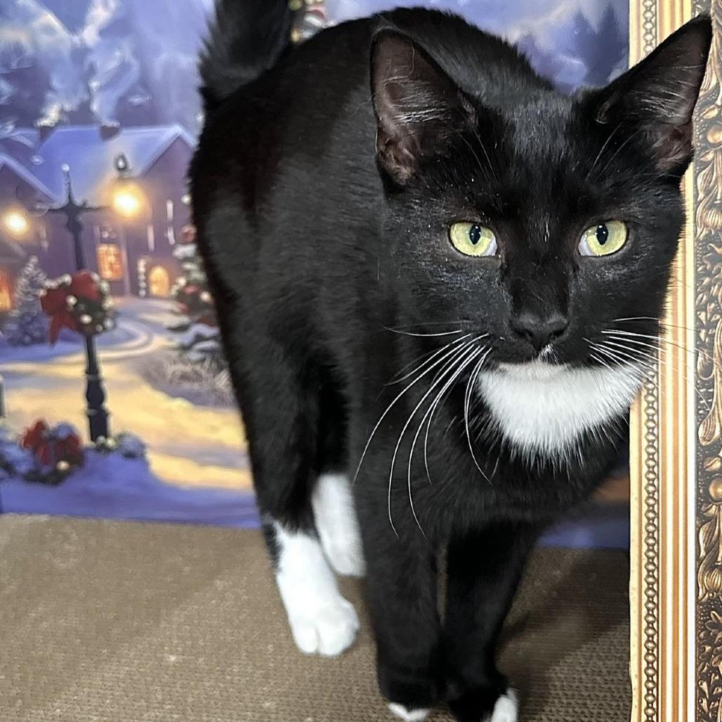 Enlarge Mary, a Adoptable Domestic Short Hair in Leechburg, PA image 3/3