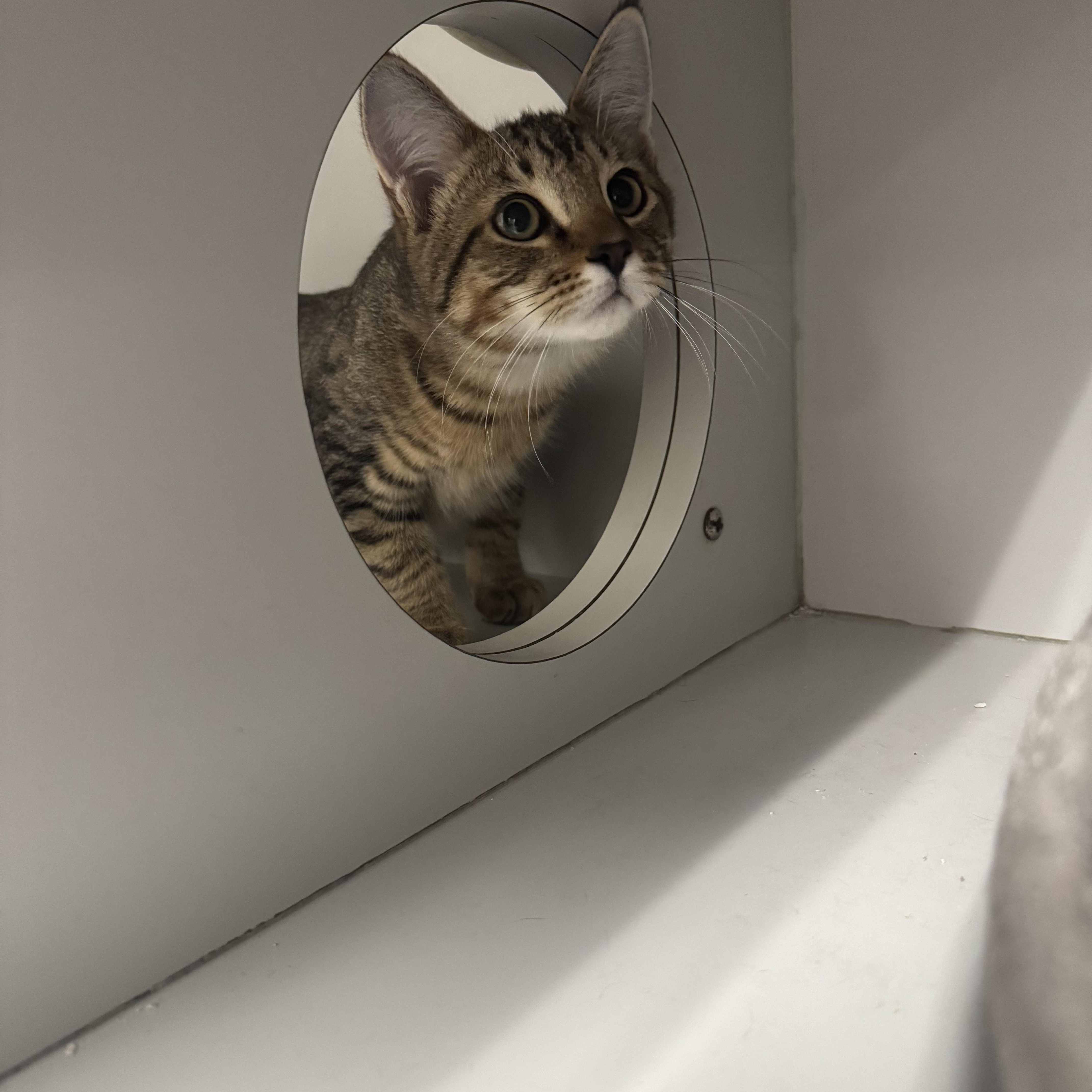 Enlarge Mario and Luigi, a ADOPTABLE mixed breed in Athol, MA image 3/4