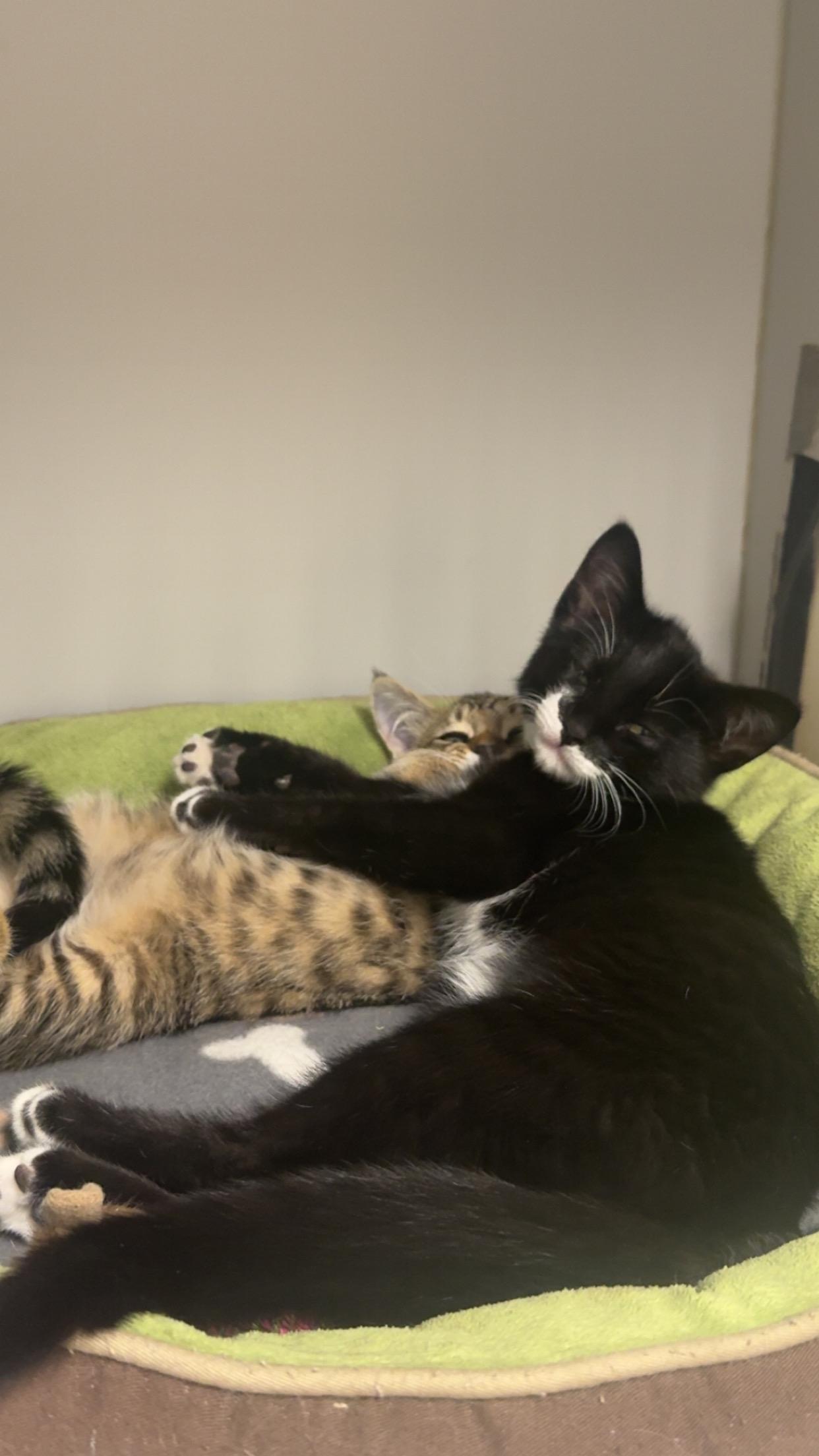 Enlarge Mario and Luigi, a ADOPTABLE mixed breed in Athol, MA image 2/4