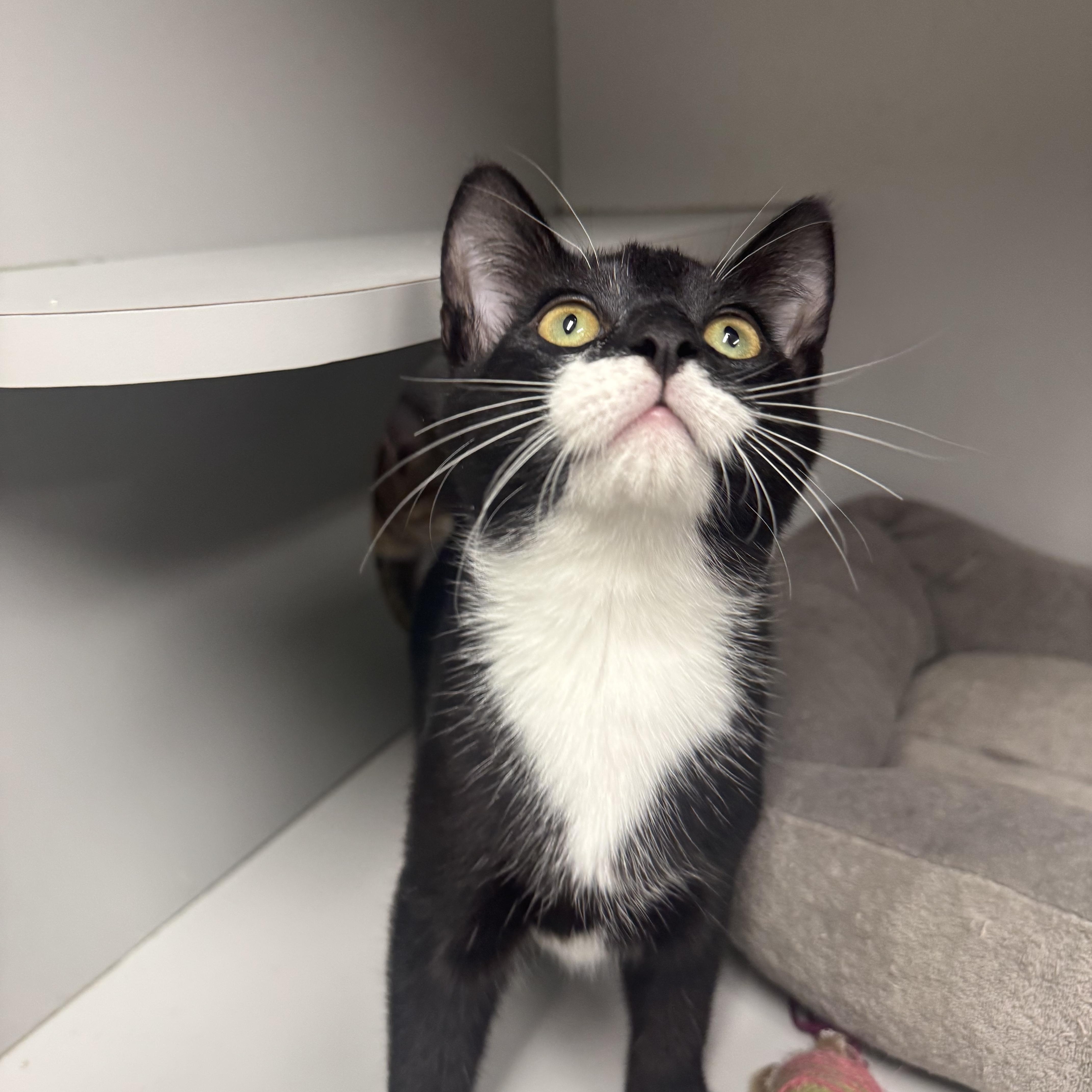 Enlarge Mario and Luigi, a ADOPTABLE mixed breed in Athol, MA image 1/4