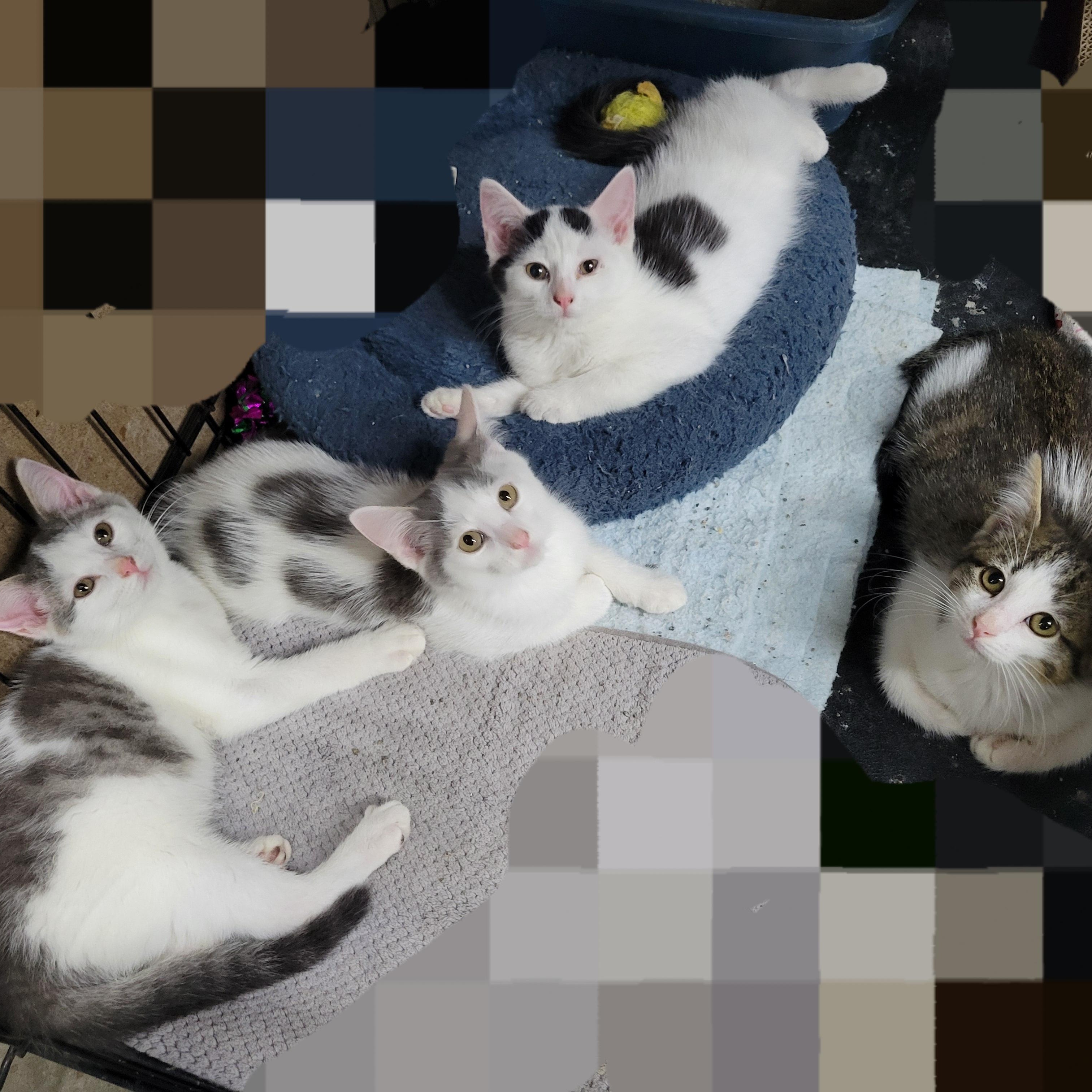 Cream Puff, a Adoptable Domestic Short Hair in Clarinda, IA image 3/3