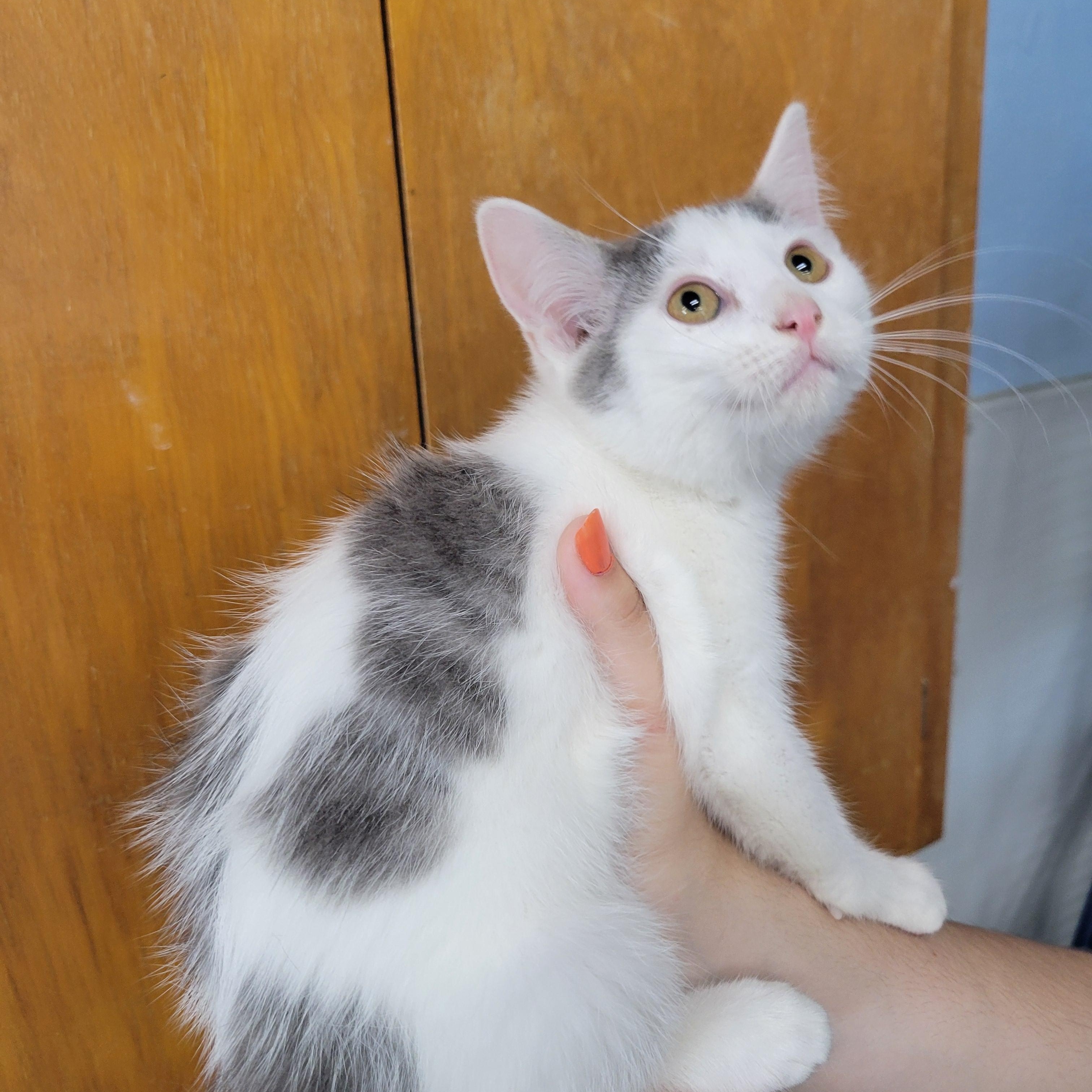 Cream Puff, Adoptable, Kitten Male Domestic Short Hair.