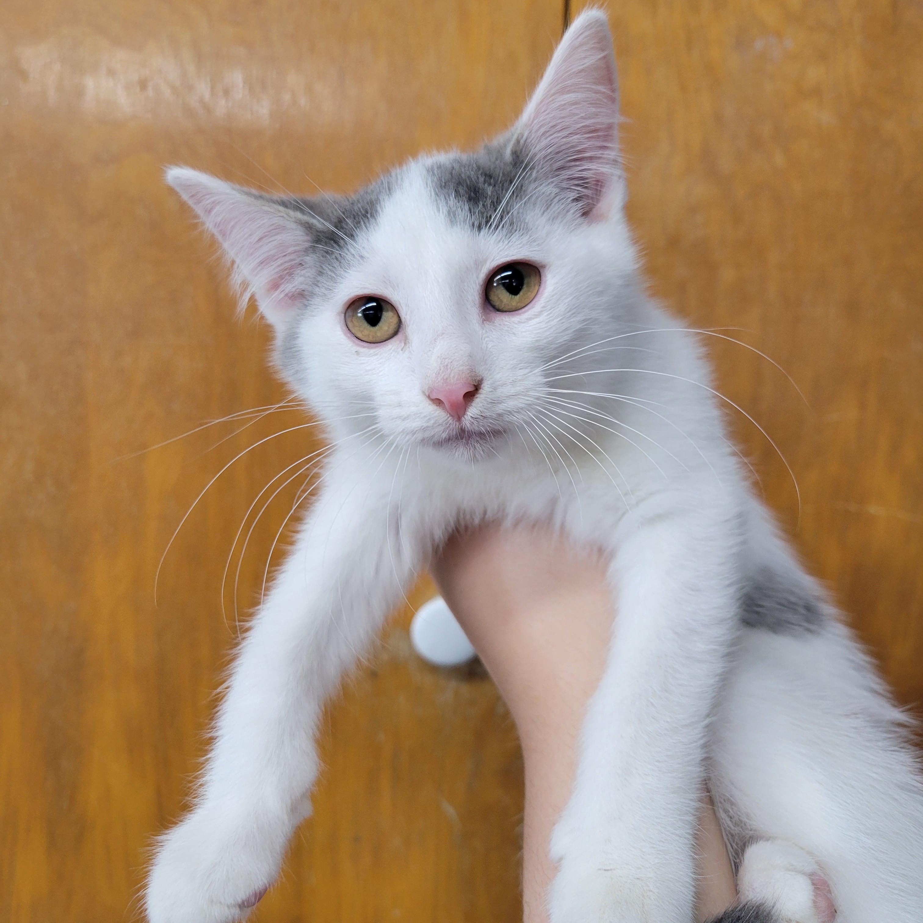 Cream Puff, a Adoptable Domestic Short Hair in Clarinda, IA image 2/3