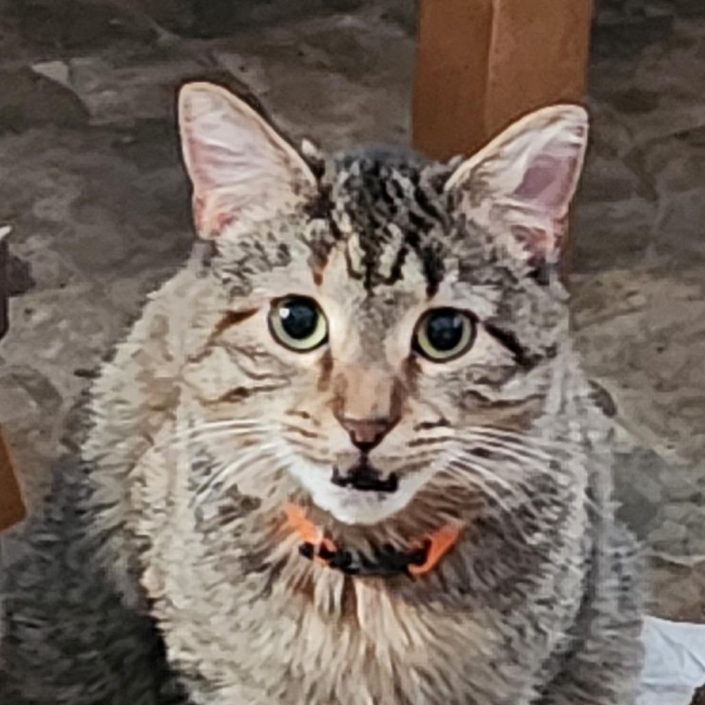 Cece, Adoptable, Young Female Domestic Short Hair & Domestic Medium Hair.