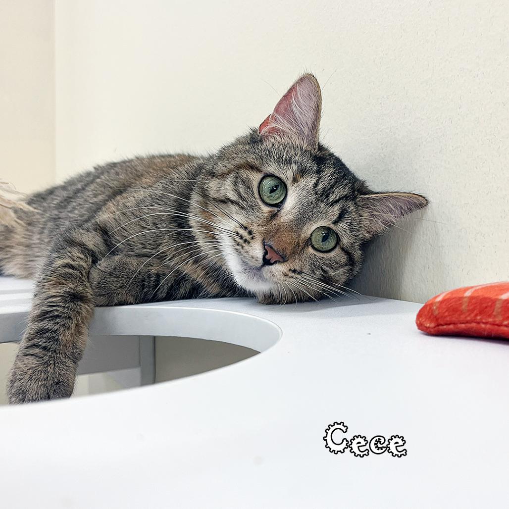 Cece @PAWZ pet cafe, a Adoptable mixed breed in Carmel, IN image 2/2