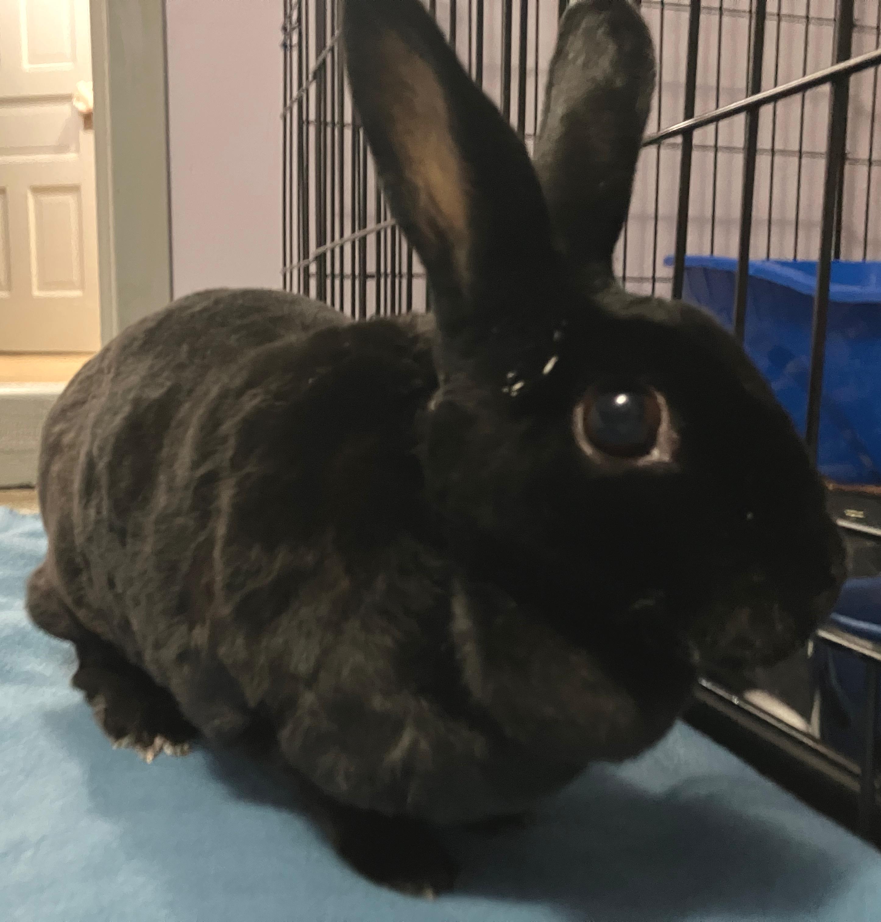 Enlarge Mabel, an adopted Mini Rex in Oshkosh, WI image 2/6