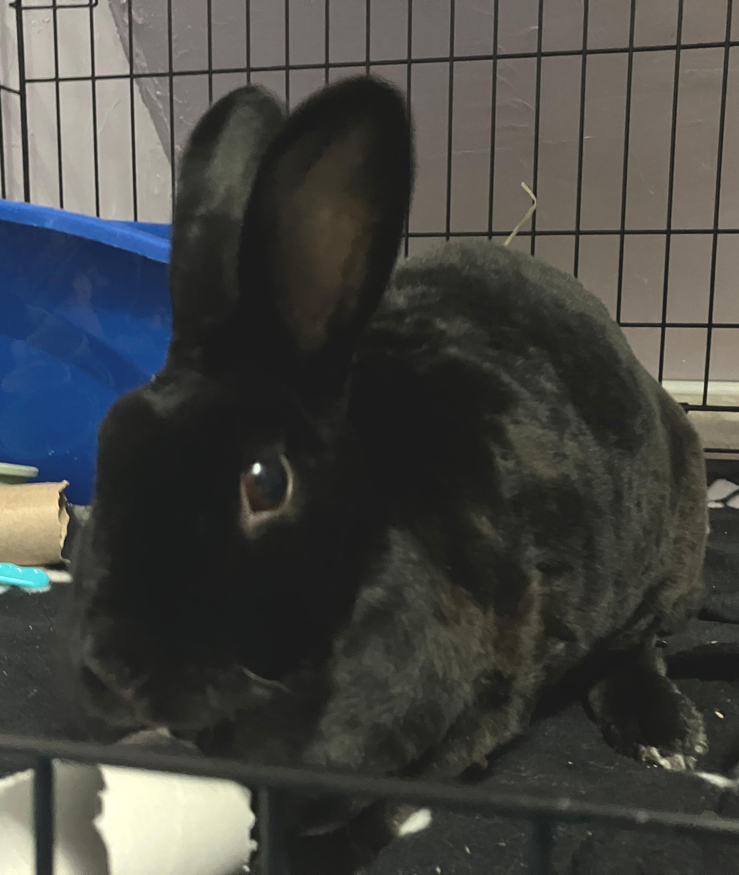 Enlarge Mabel, an adopted Mini Rex in Oshkosh, WI image 4/6