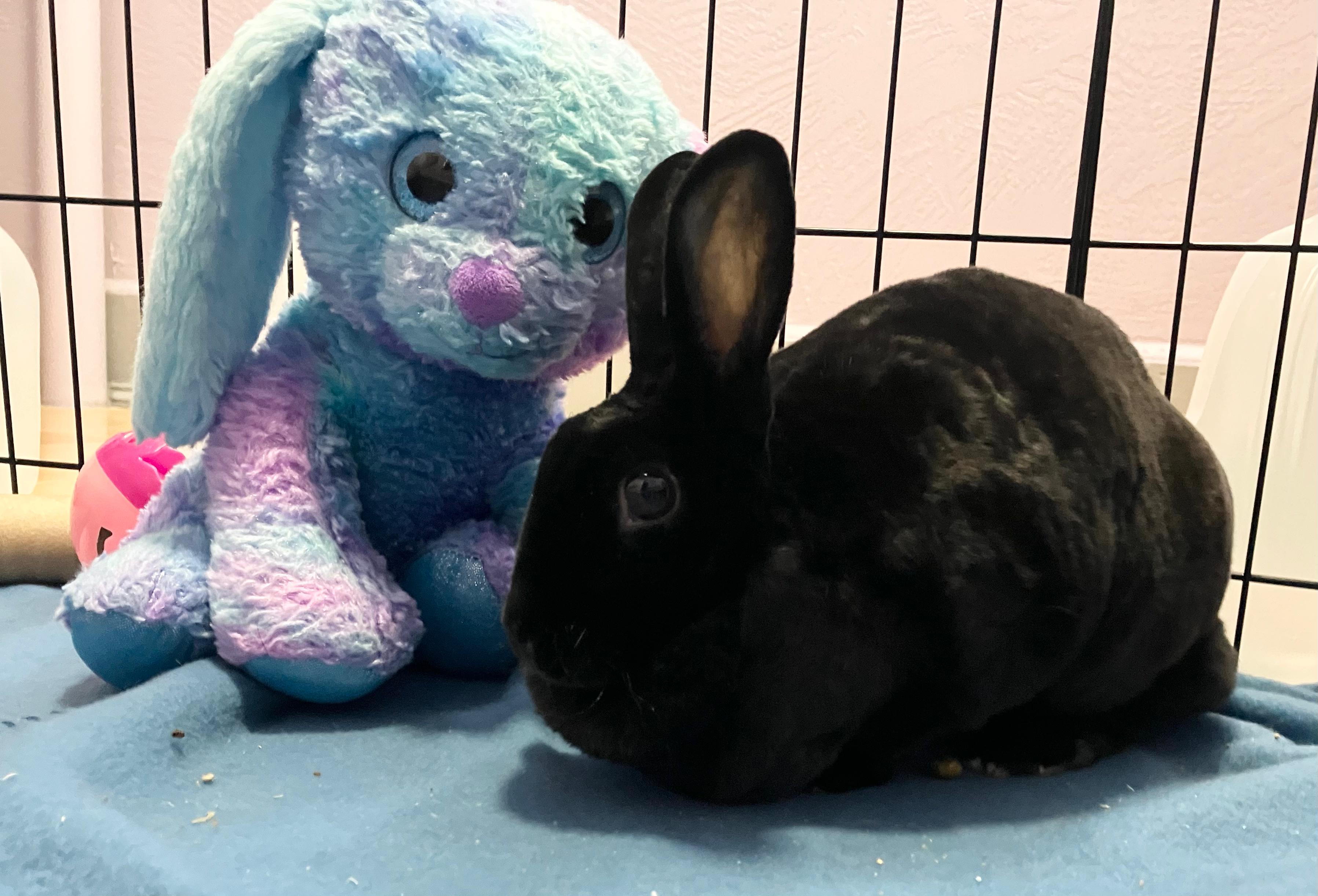 Mabel, adopted, Adult Female Mini Rex.
