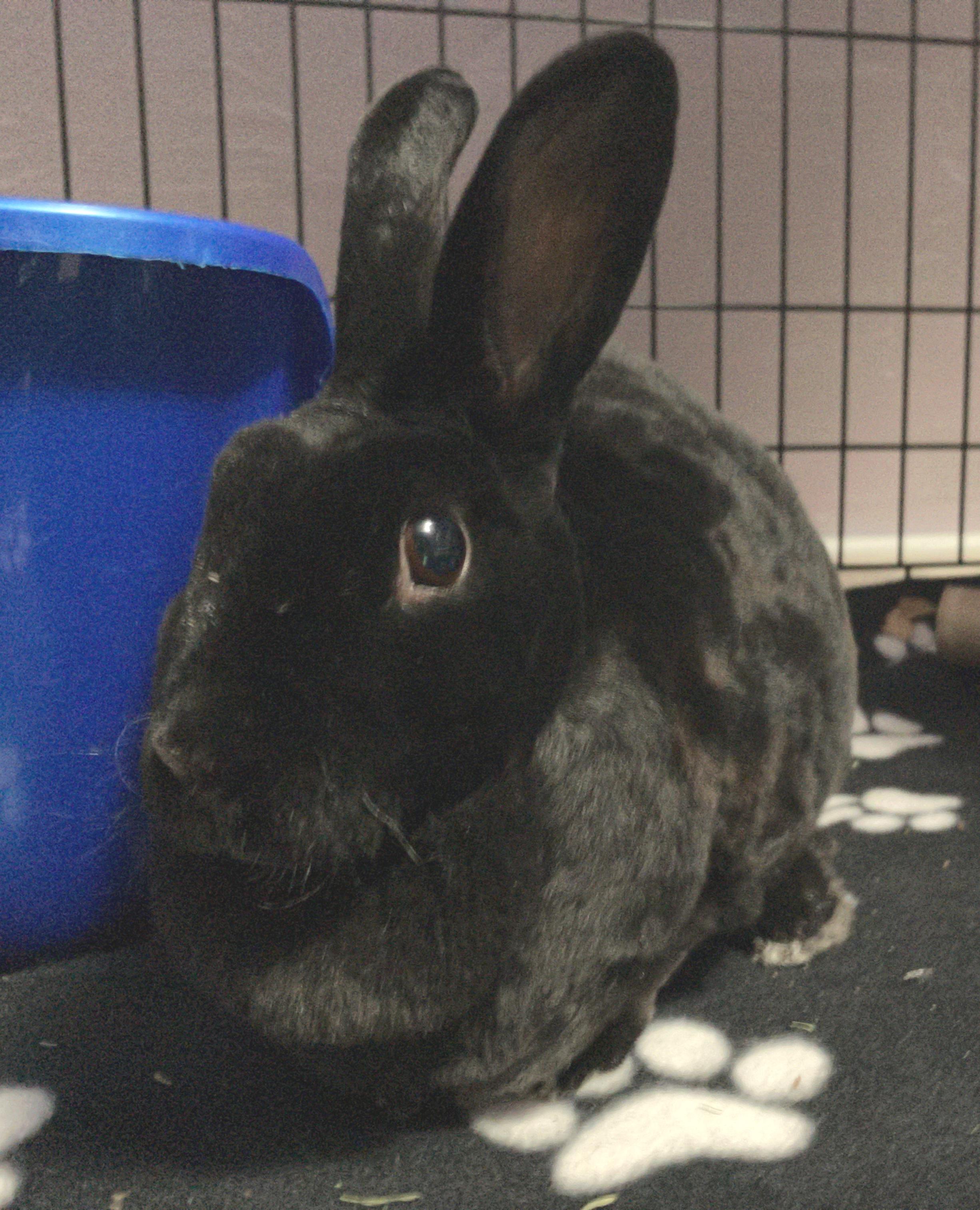Enlarge Mabel, an adopted Mini Rex in Oshkosh, WI image 5/6