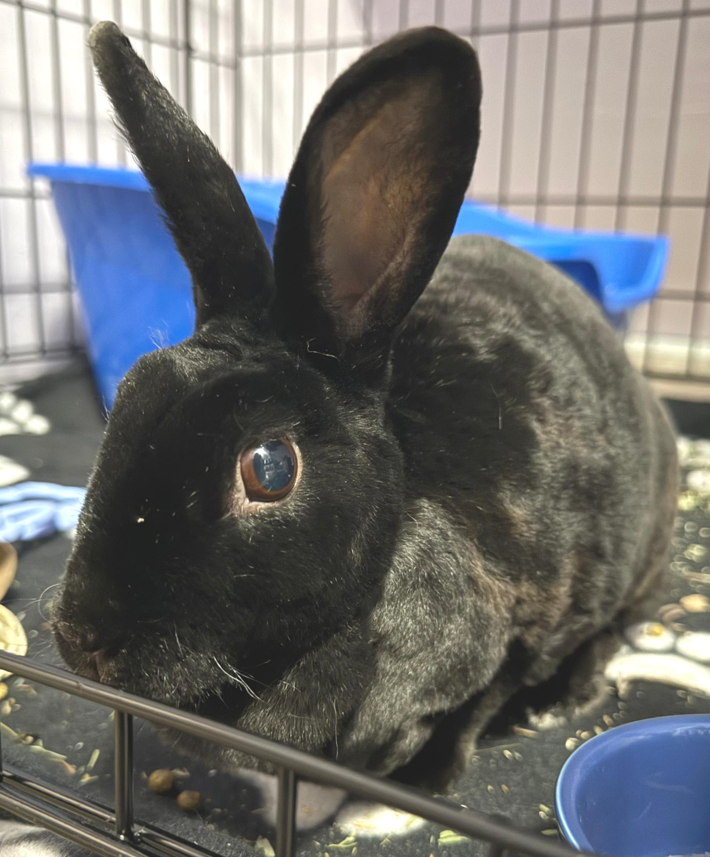Enlarge Mabel, an adopted Mini Rex in Oshkosh, WI image 3/6