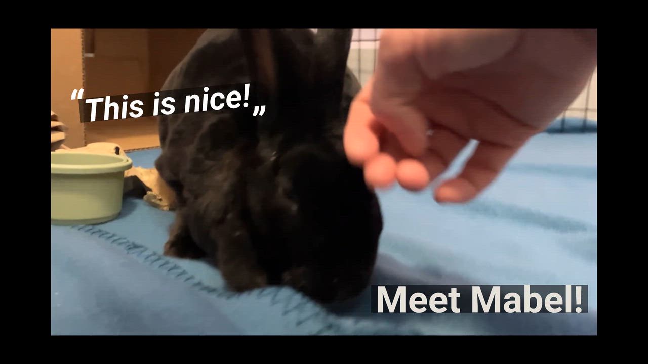 Enlarge Mabel, an adopted Mini Rex in Oshkosh, WI video 6/6