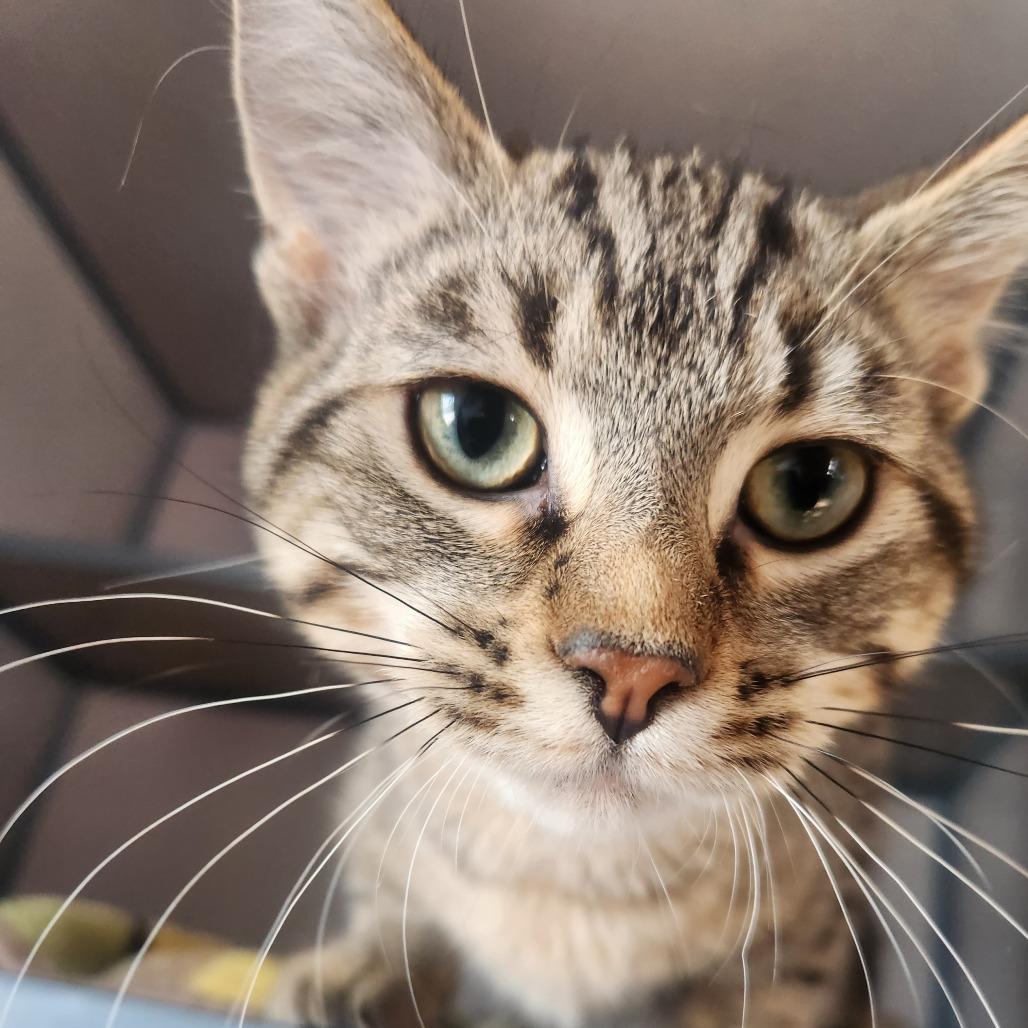Enlarge Hakori, a Adoptable Domestic Short Hair in North Battleford, SK image 1/2