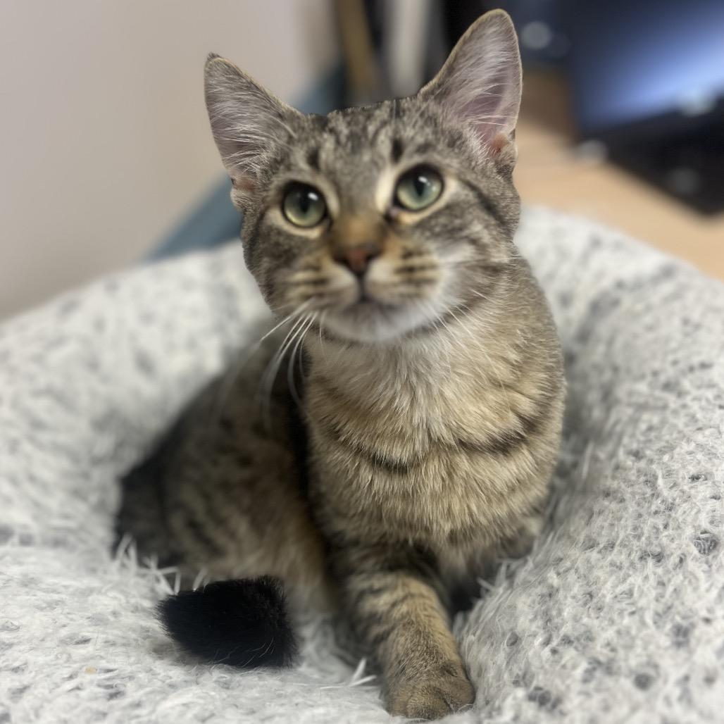 Enlarge Hakori, a Adoptable Domestic Short Hair in North Battleford, SK image 2/2